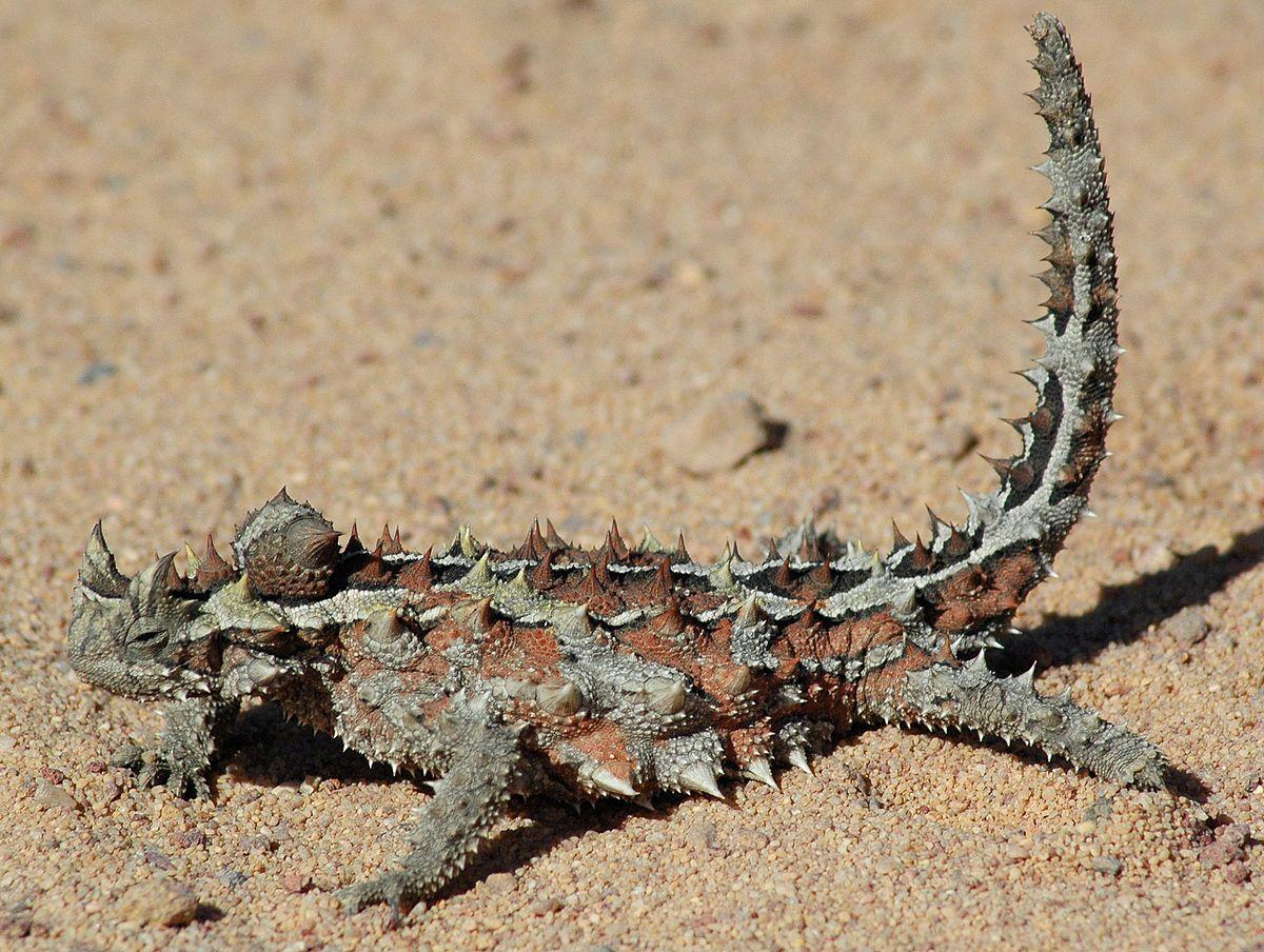 Thorny devil