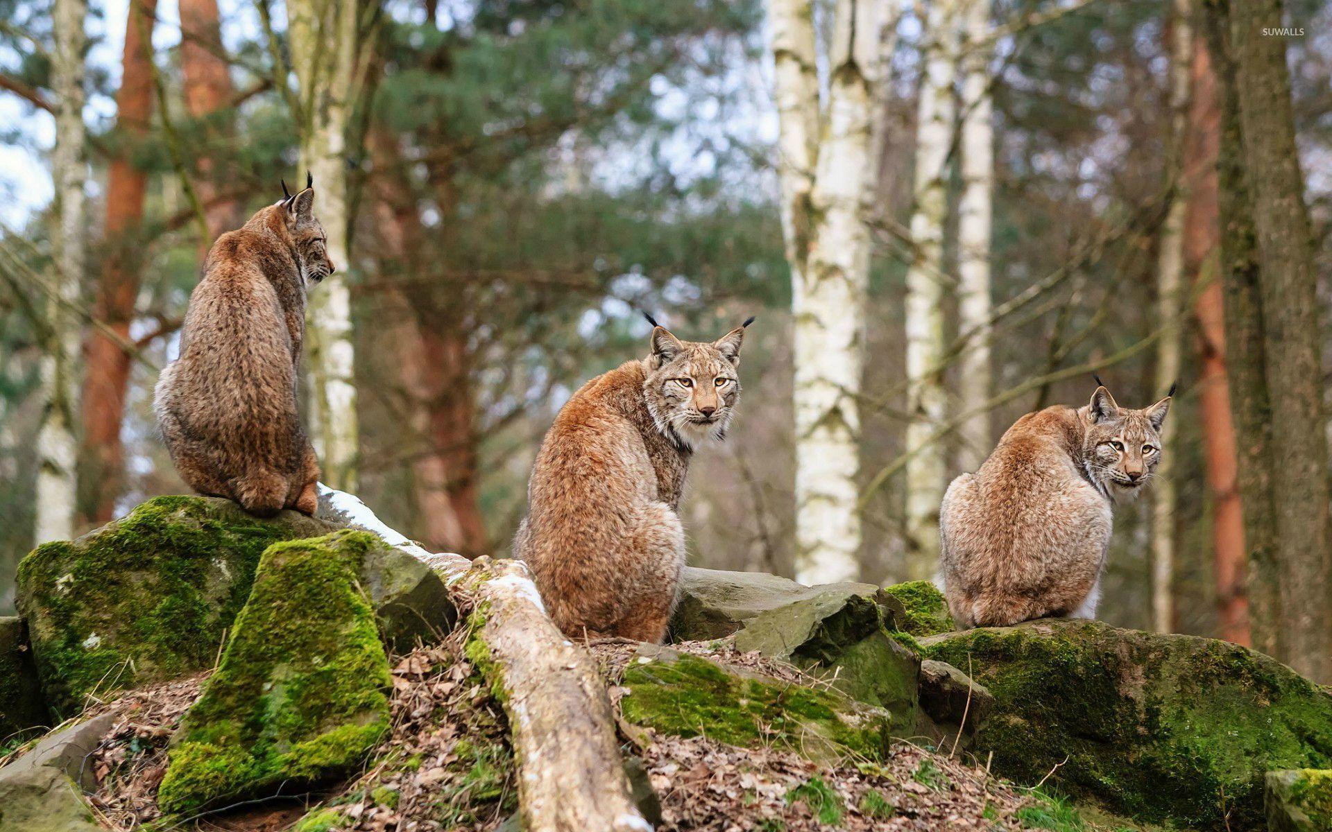 Lynxes wallpaper wallpaper