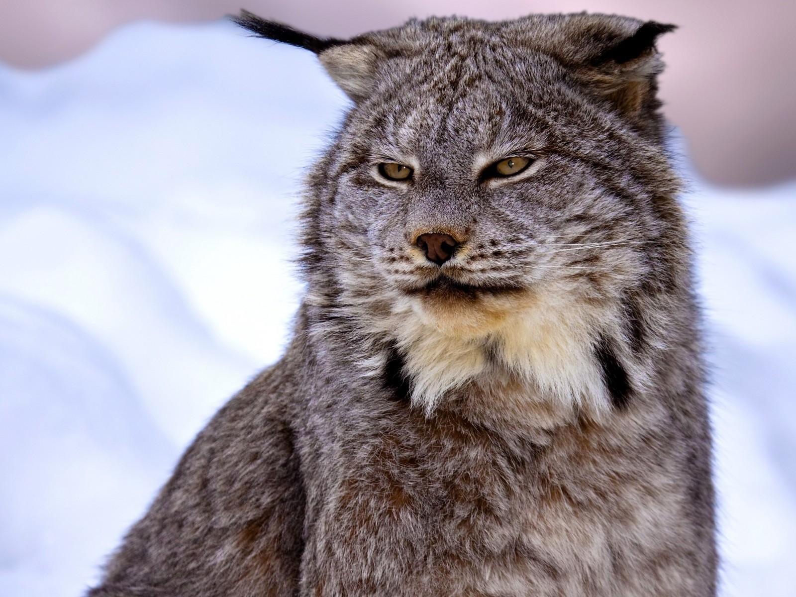 Canadian Lynx Wallpaper