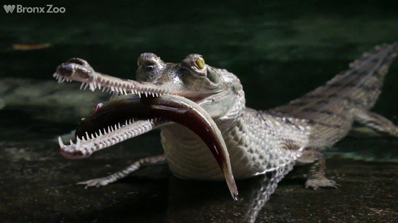 1280x720px Gharial