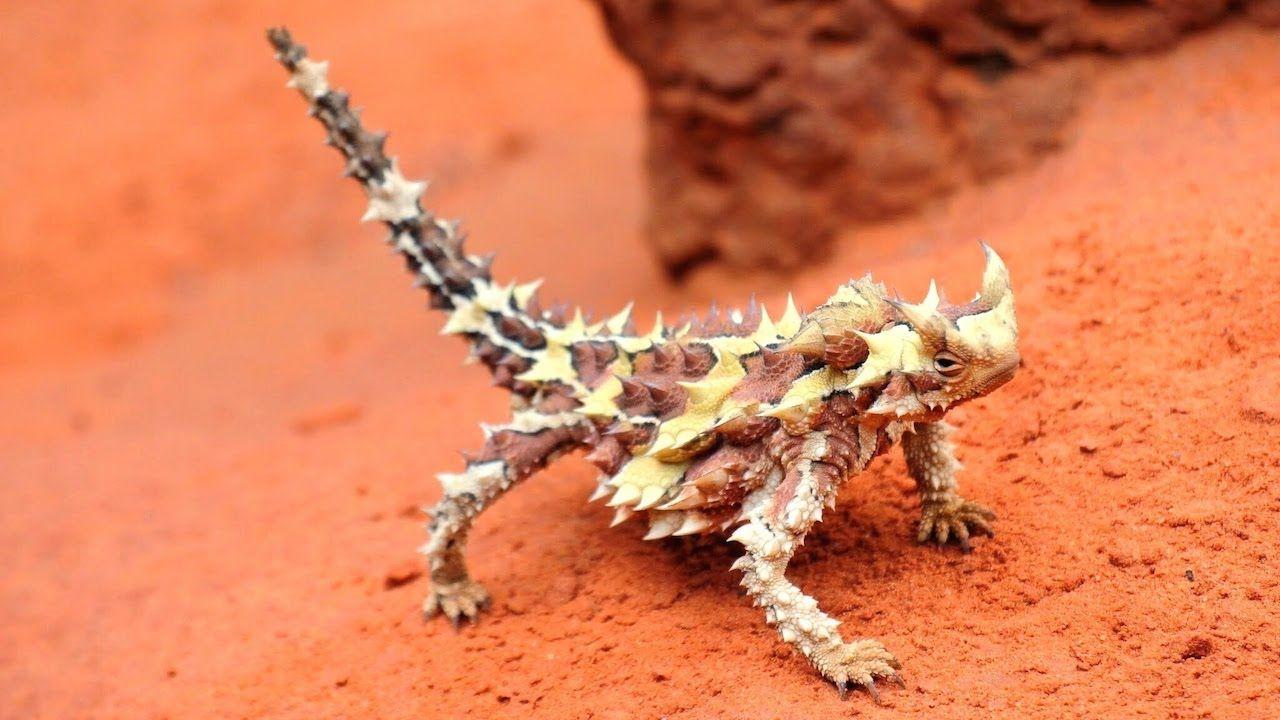 Thorny Devil Wallpapers - Wallpaper Cave