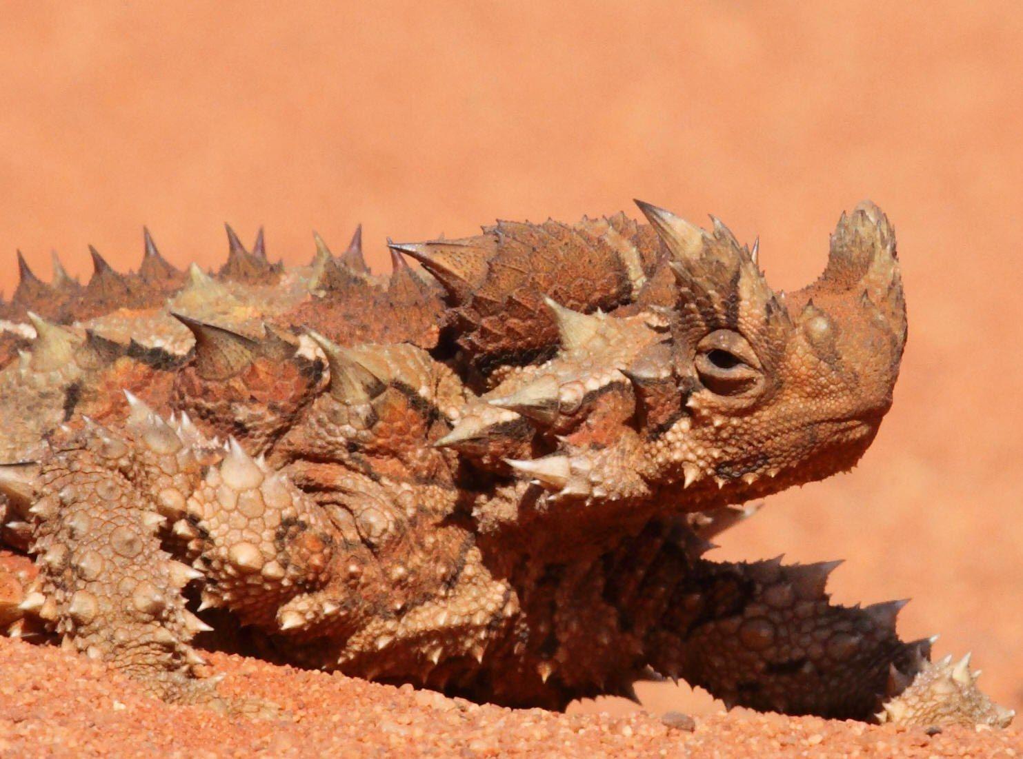 The Creature Feature: 10 Fun Facts About the Thorny Devil