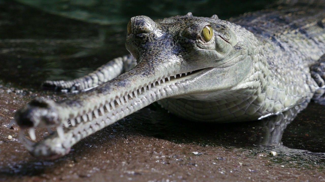 1280x720px Gharial