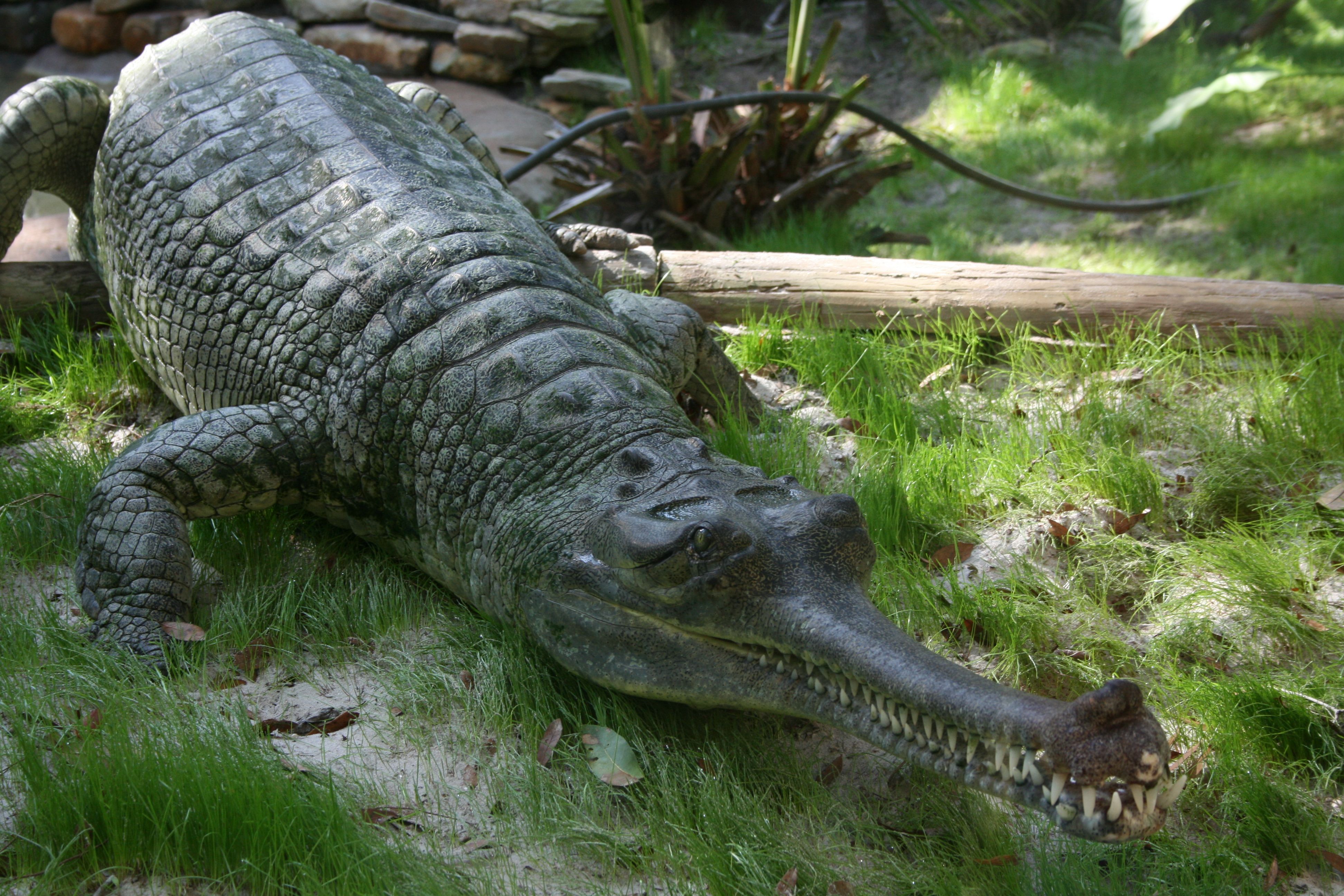 Crocodilians. Reptiles, Animal