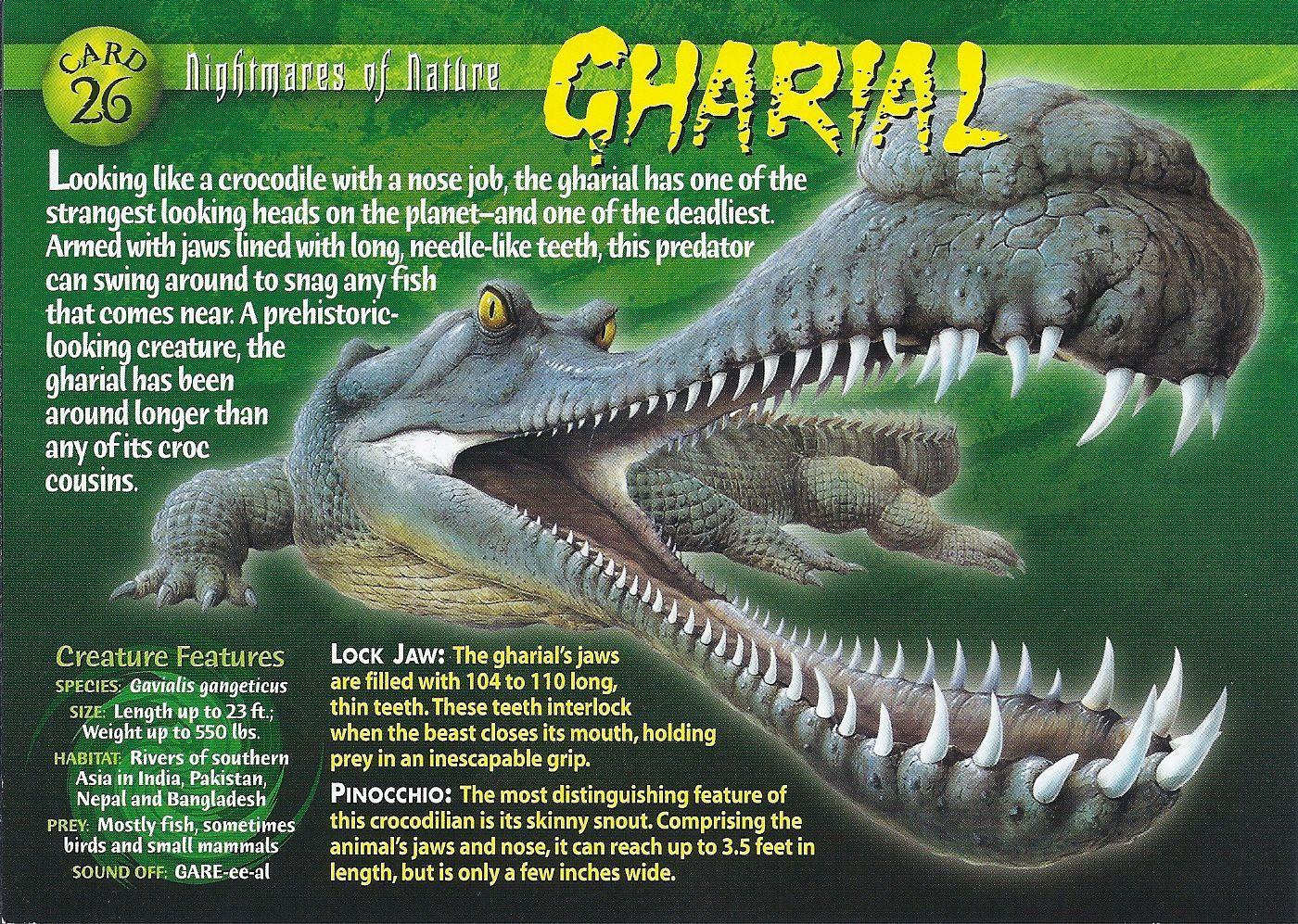 Gharial. Creatures, Reptiles and River monsters