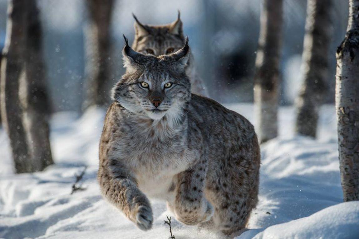 Lynxes Wallpapers - Wallpaper Cave