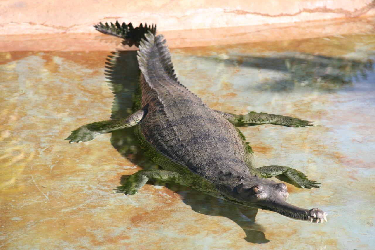Gharial HD Wallpaper