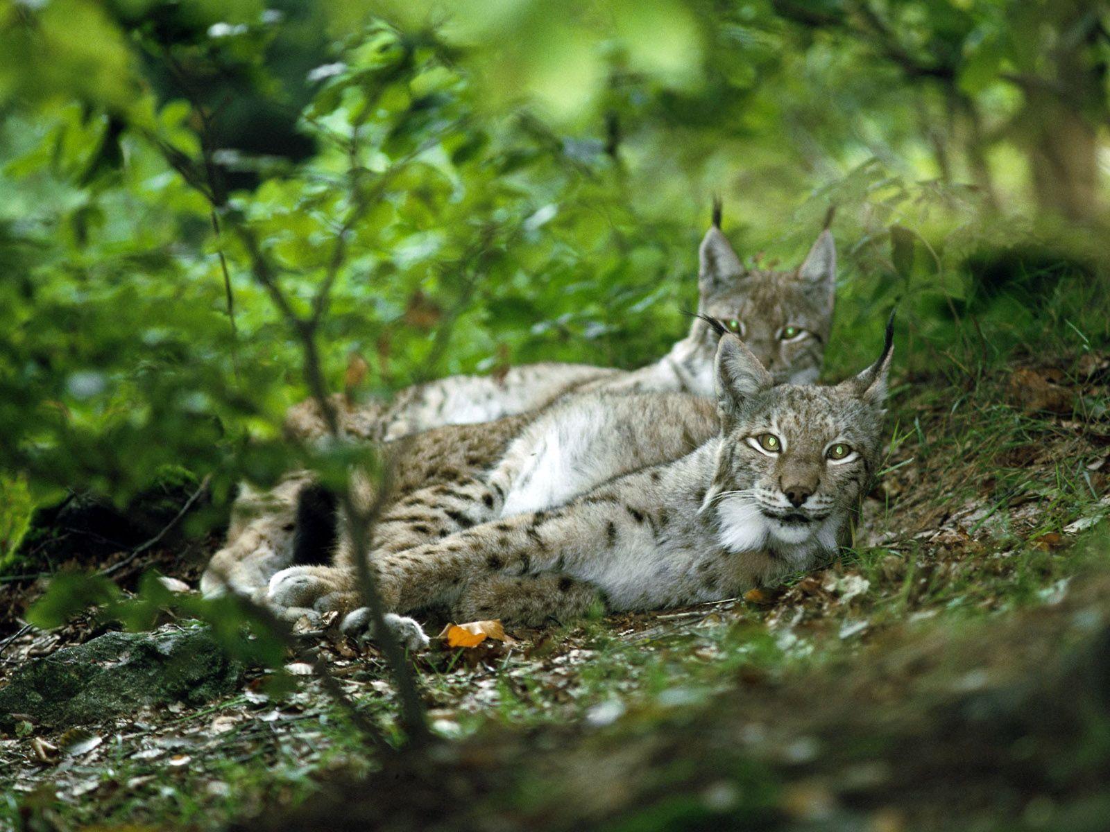 Take Five in Lynxes world. Does Size Matter? the 'less big