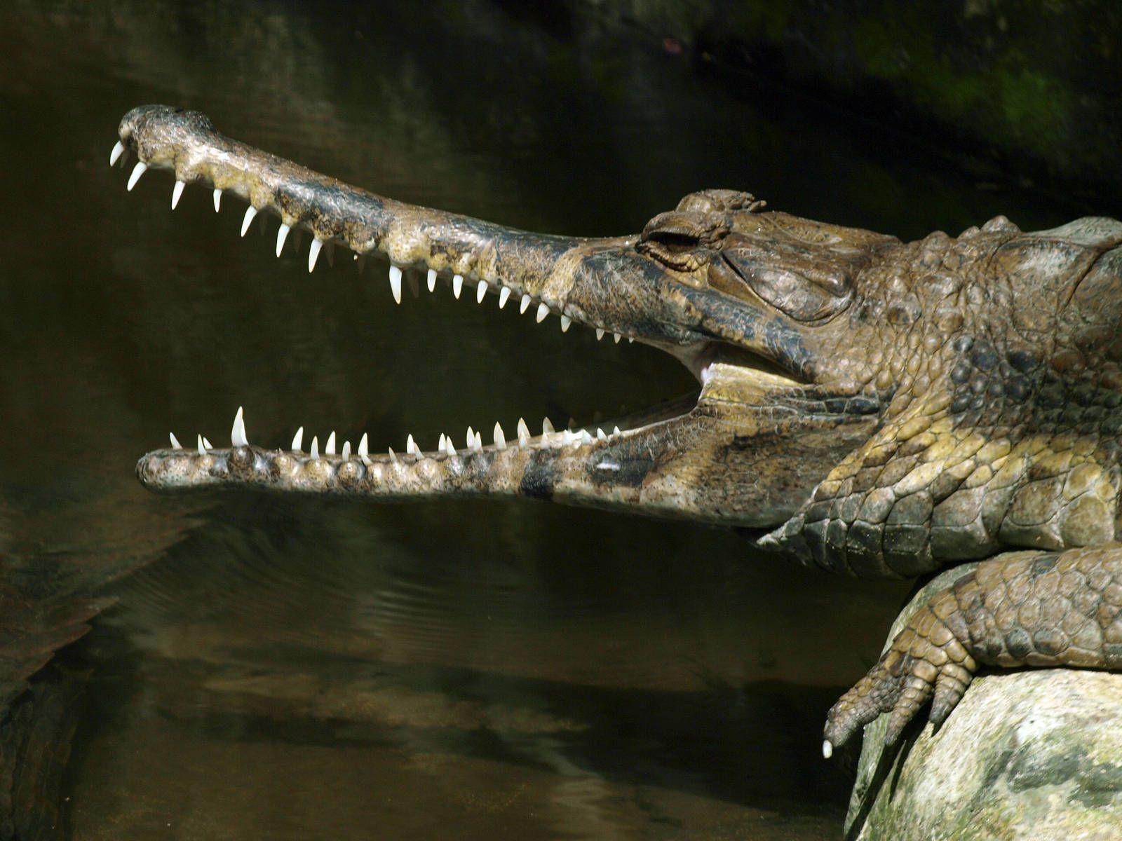 False Gharial (Tomistoma schlegelii). Crocodiles, Reptiles
