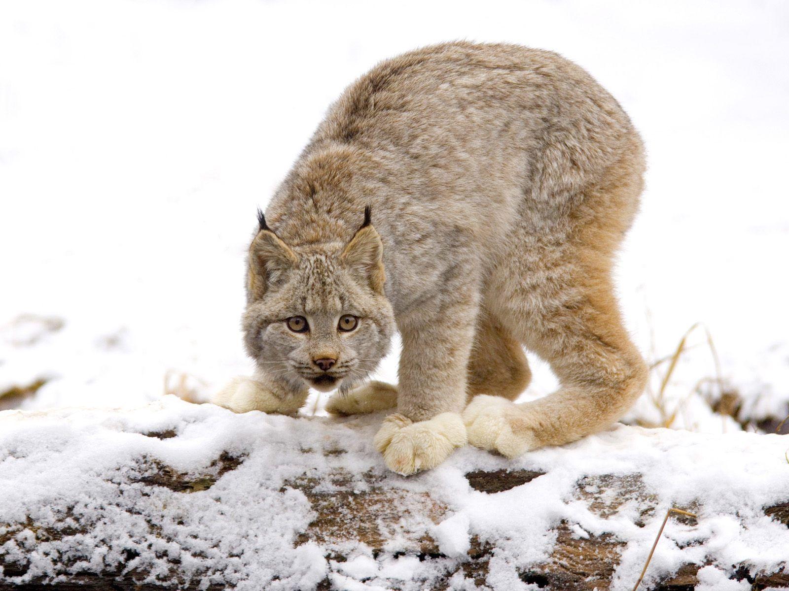 Canadian Lynx, British Columbia, Canada /w