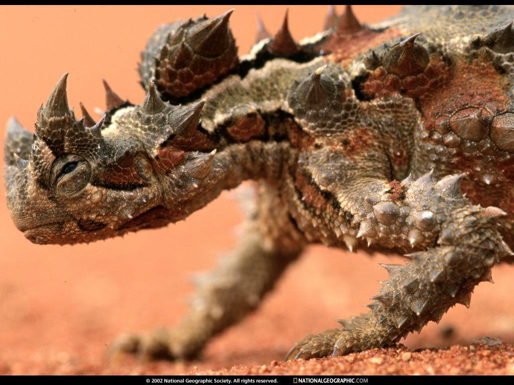 National Geographic Wallpaper Thorny Devil (가시도마뱀)