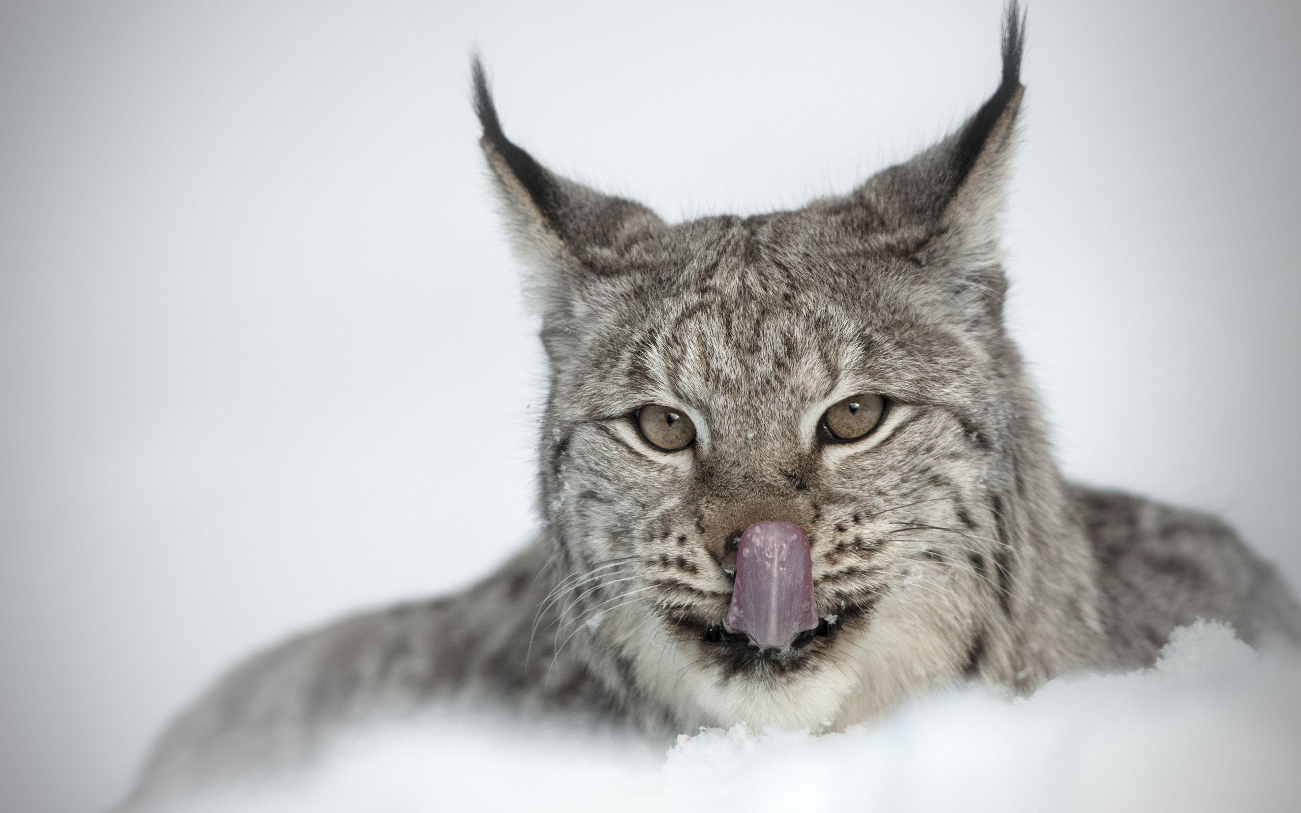 Lynx Full HD Wallpaper and Background Imagex1600