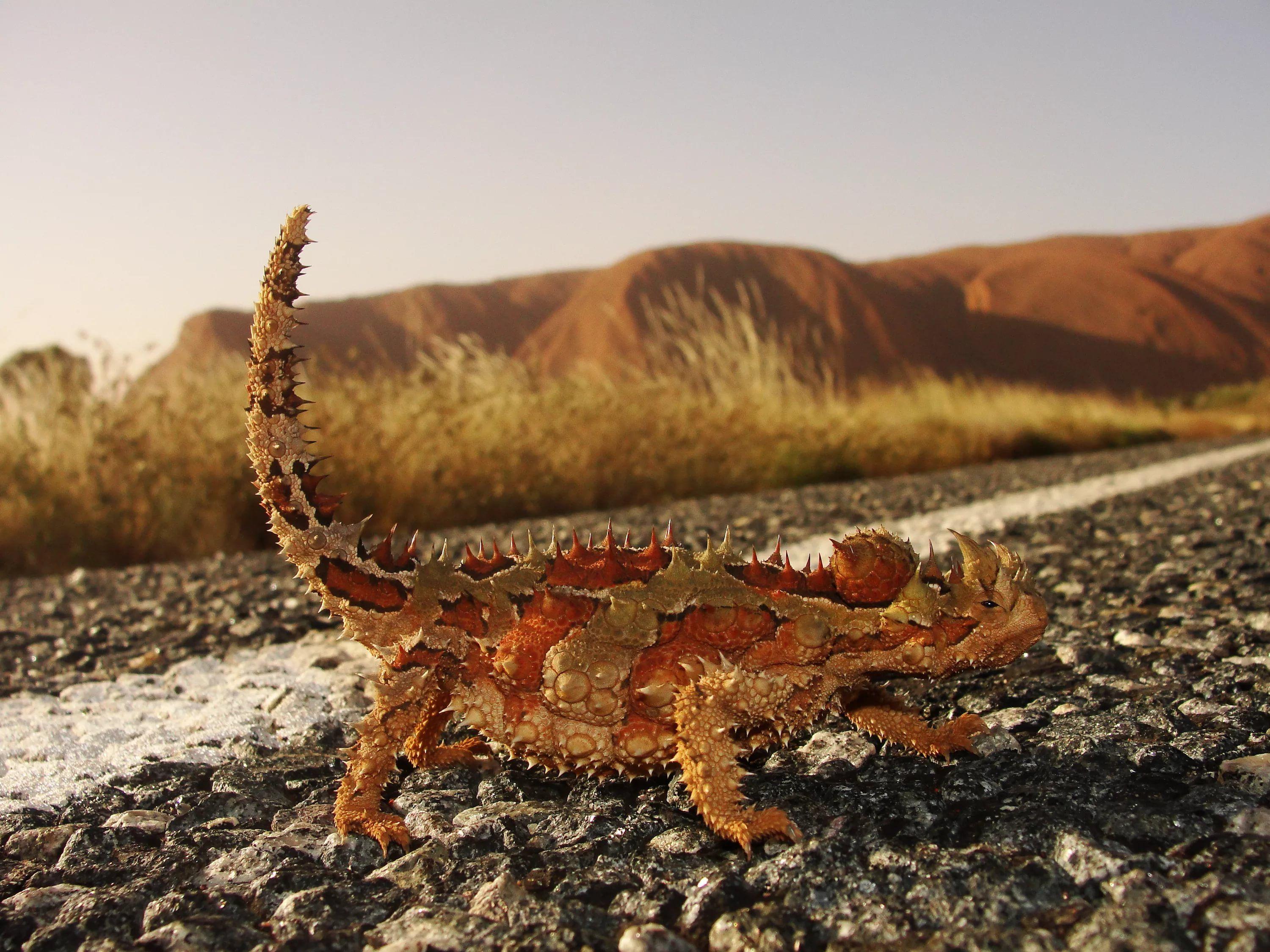 Thorny Devil HD Wallpaper free