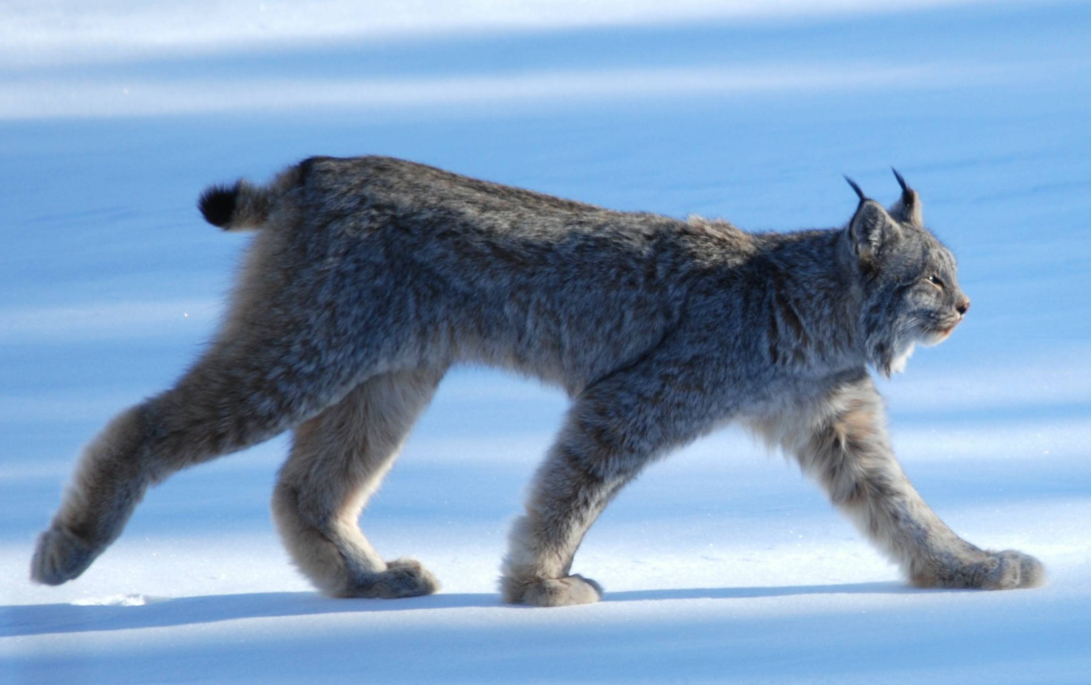 Canadian Lynx Wallpaper