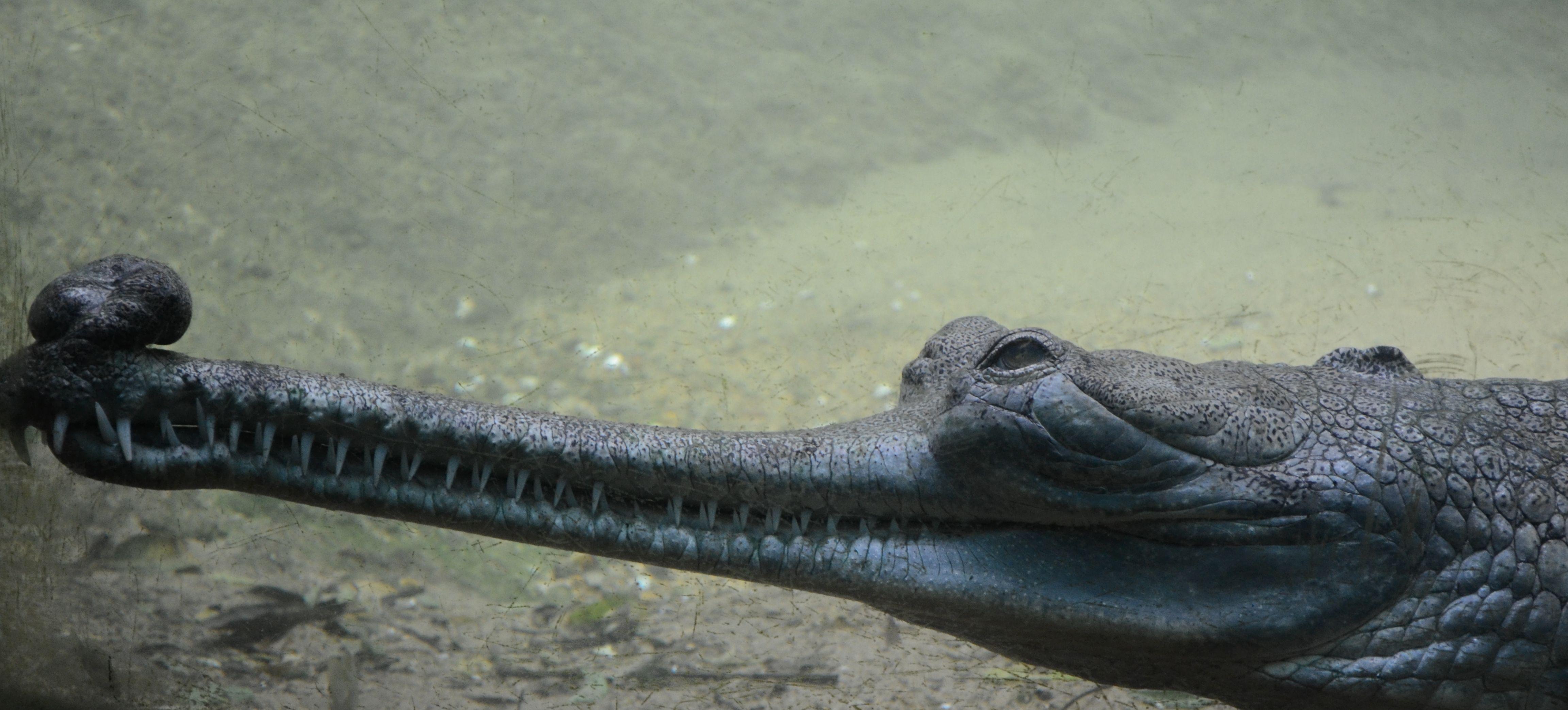 Gharial_male. Reptilia and Amphibia. Reptiles and Animal