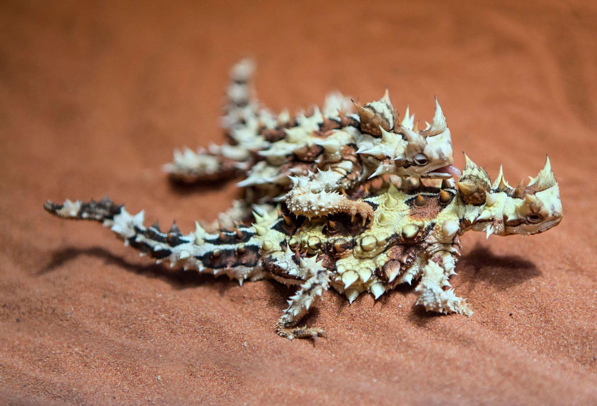 sand lizard two australian moloch thorny devil HD wallpaper