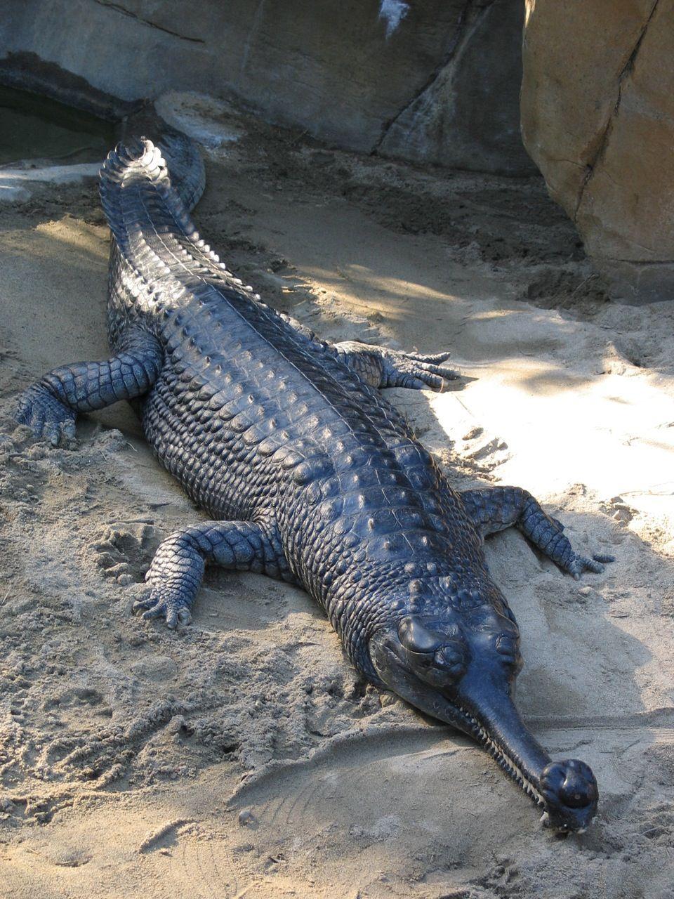 Gavial. Vida em Destaqueências