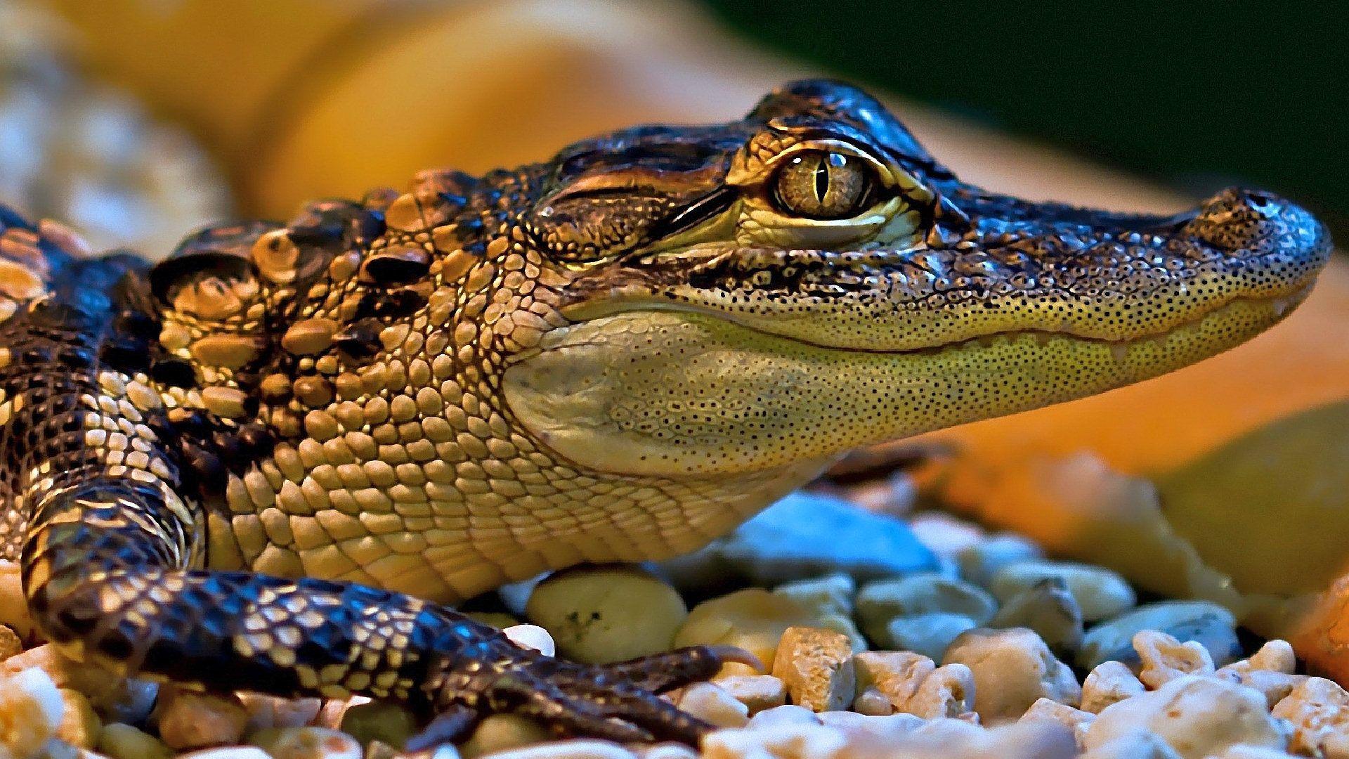 1,400+ Gharial Stock Photos, Pictures & Royalty-Free Images - iStock |  Indian gharial, Baby gharial