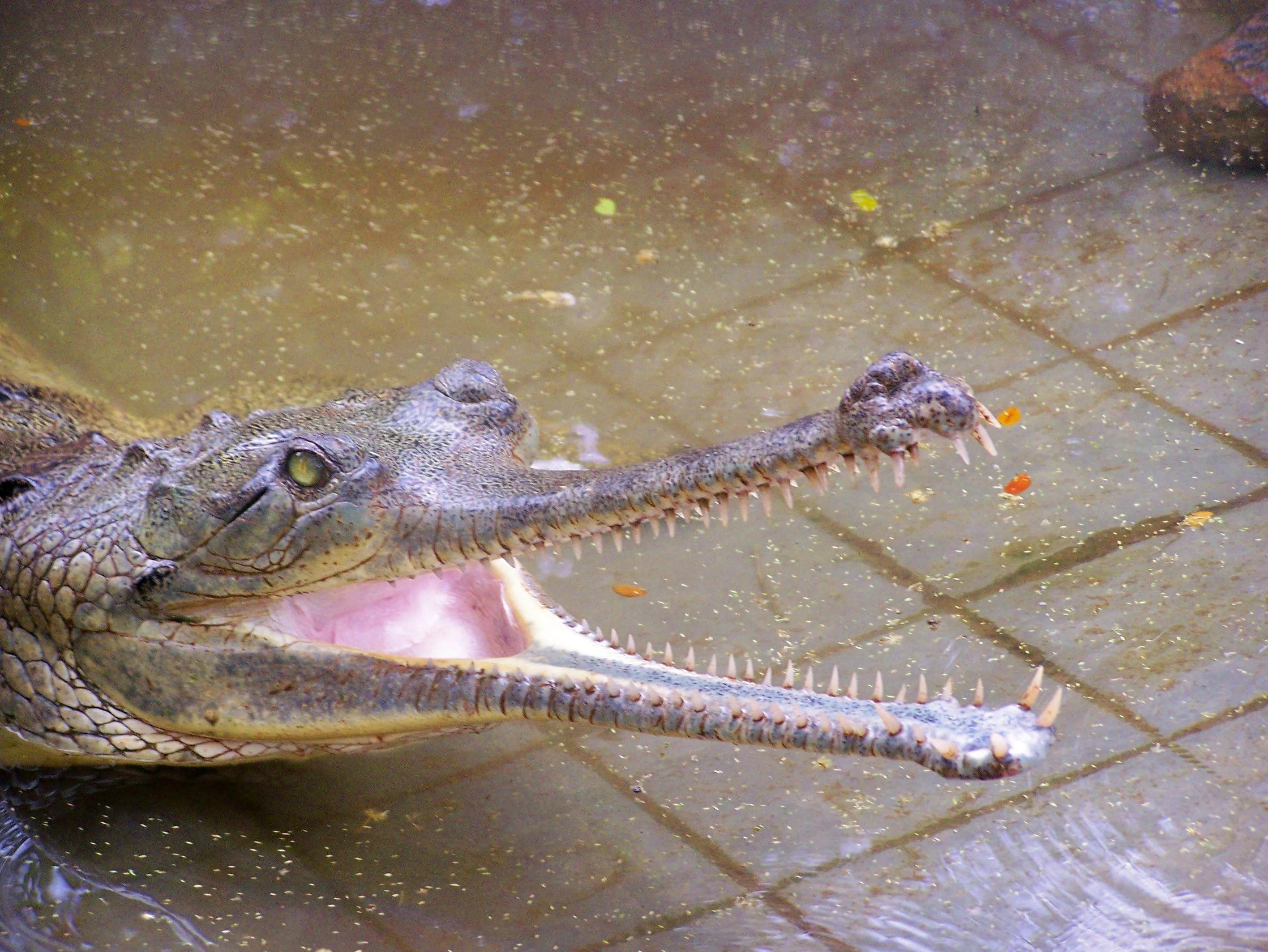 Gharial