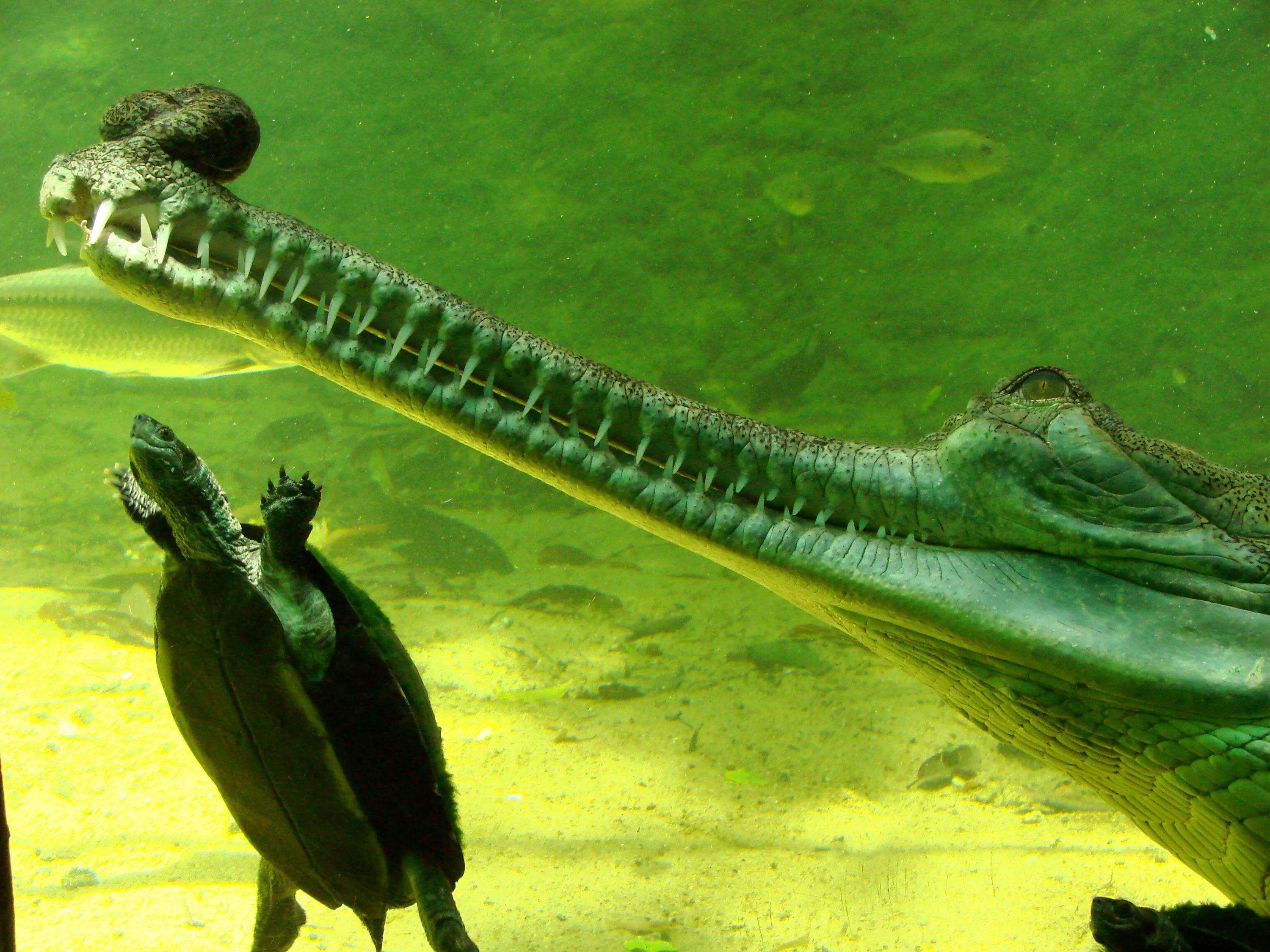 Gharial