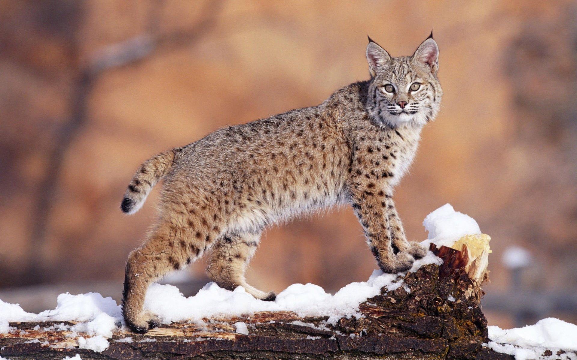 Two Lynx lying on snow HD wallpaper