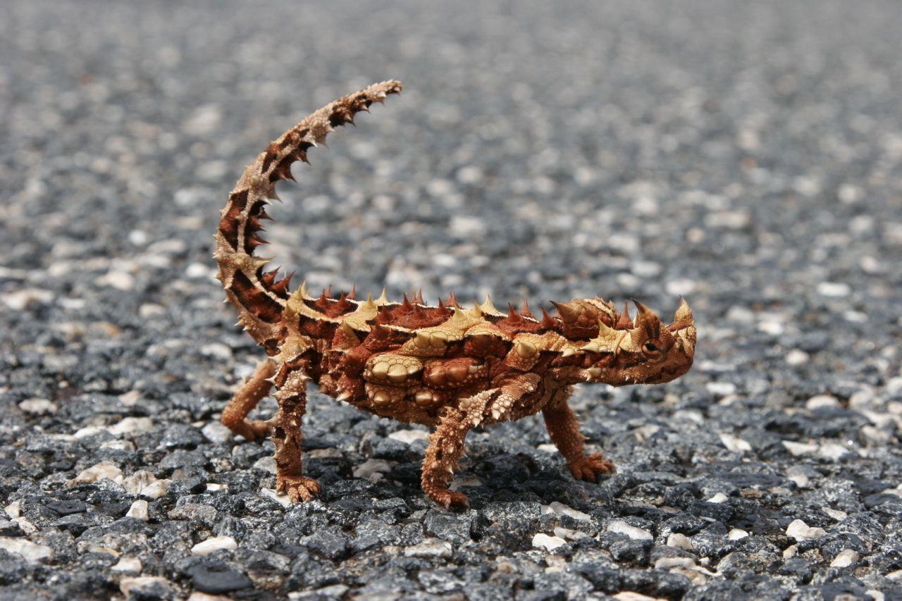 Thorny Devil (Moloch horridus) · iNaturalist.org