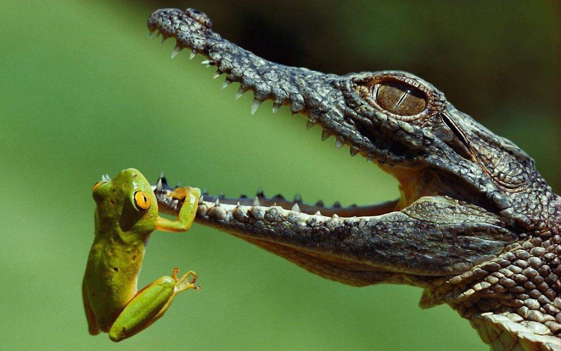 Frog And A Crocodile
