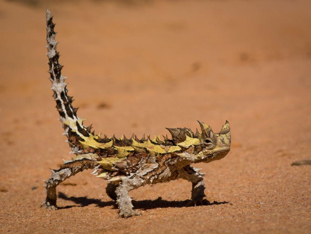 Thorny Dragon (Moloch Horridus) from Australia. Animals