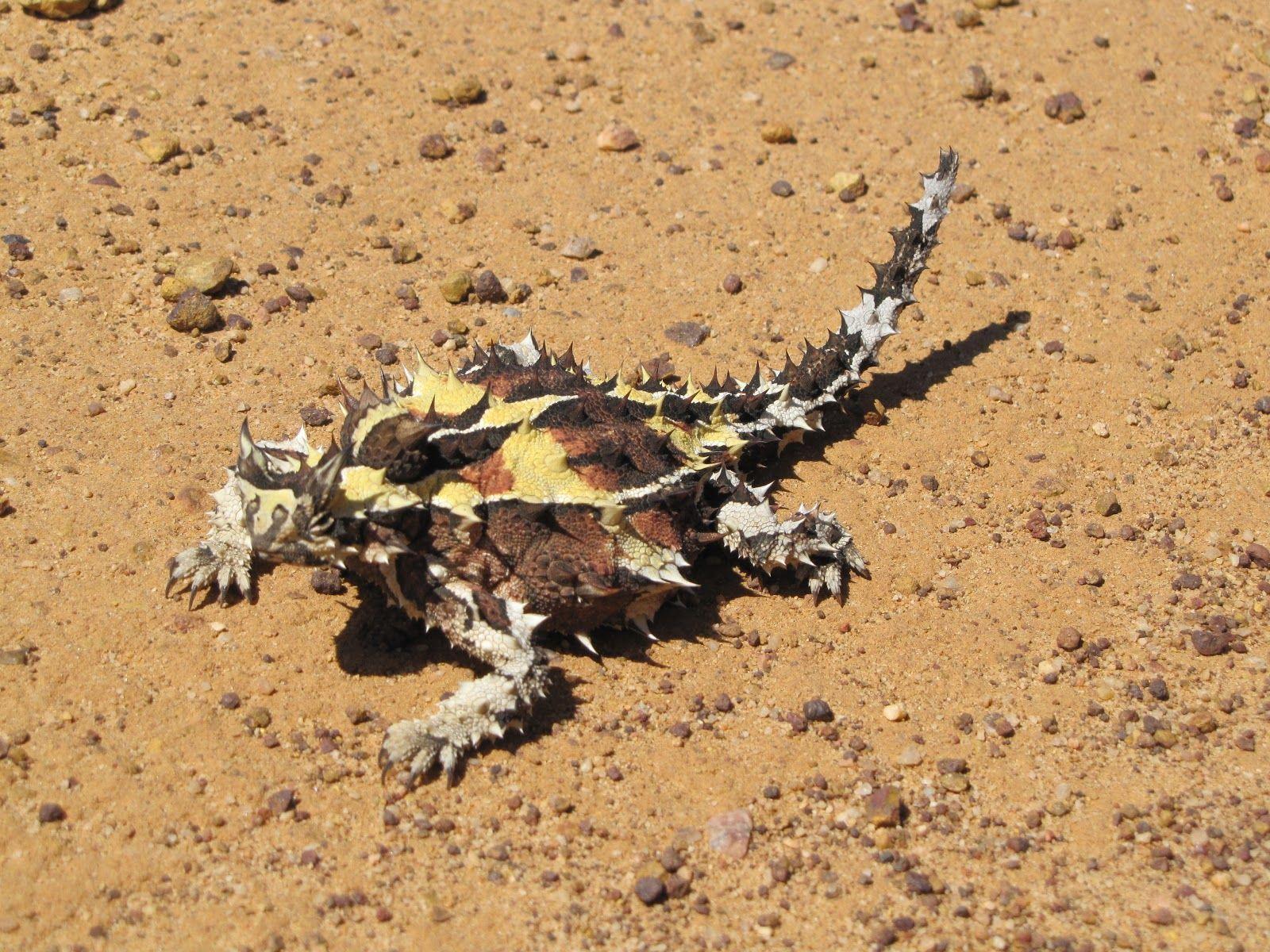 The thorny devil of western and central Australia. They look pretty
