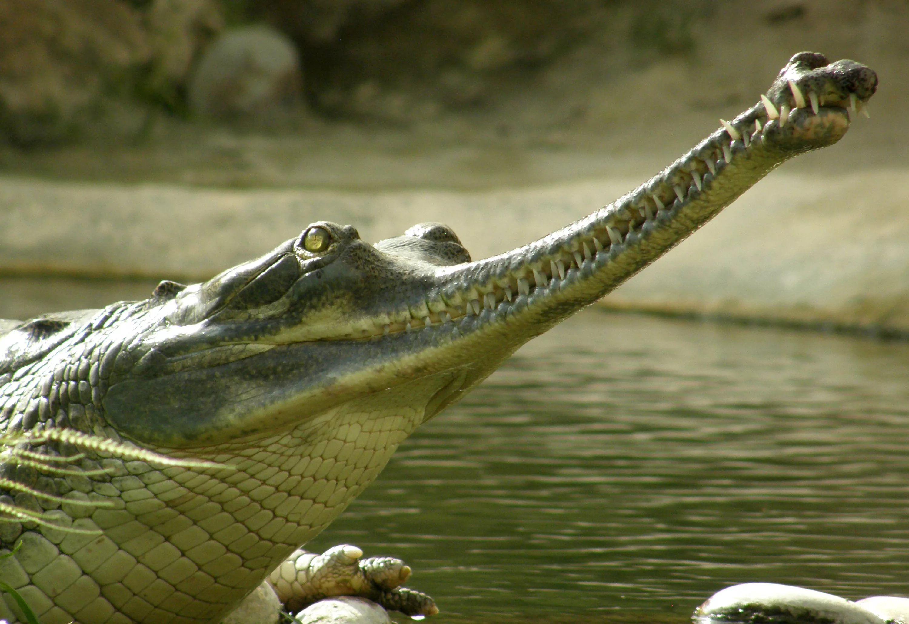 Крокодил гавиал