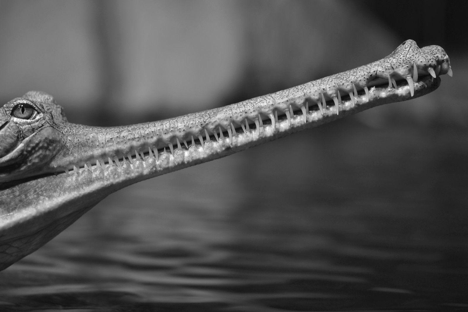 Wallpaper, face, portrait, horror, water, park, wildlife, teeth