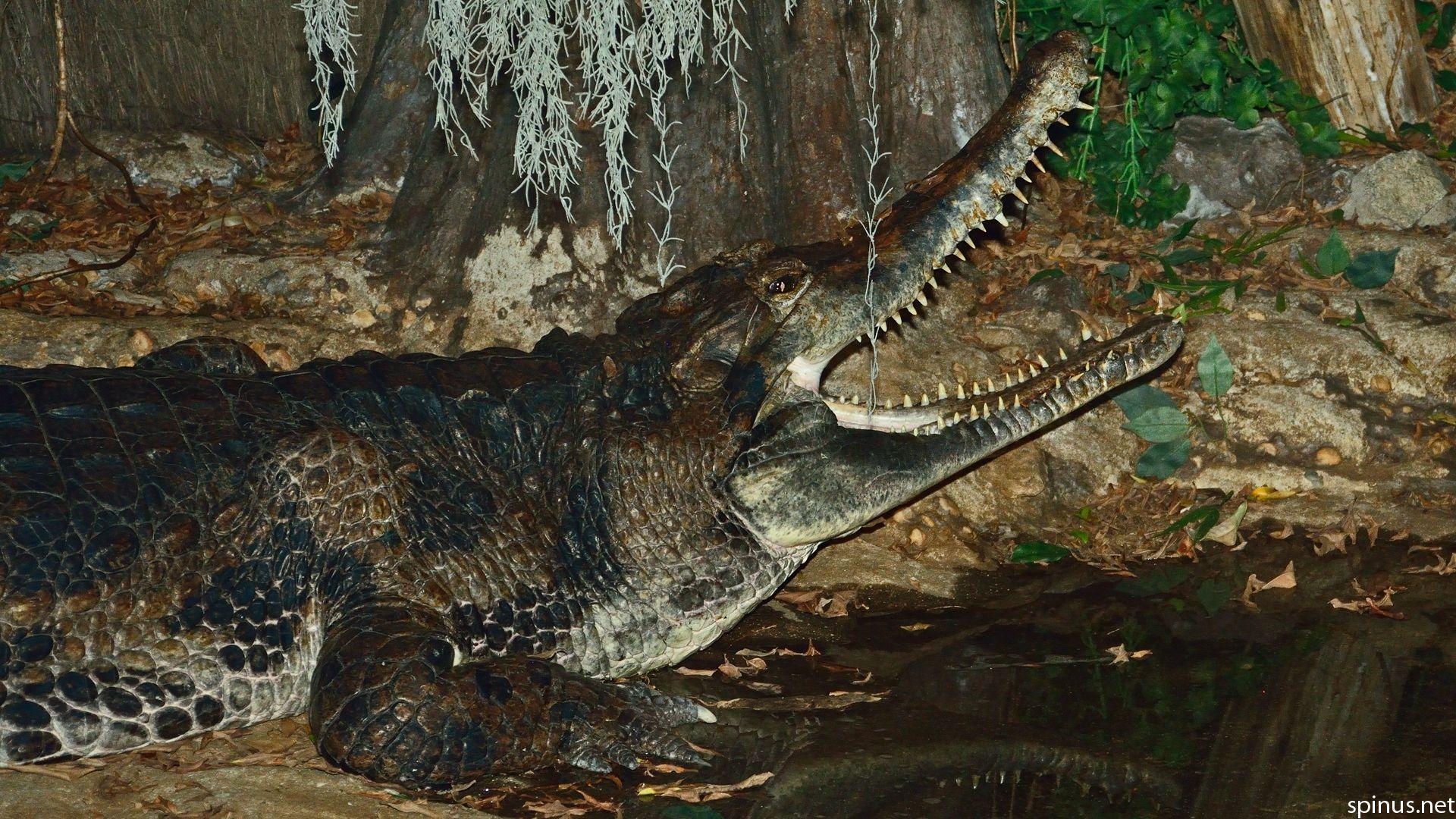 Miscellaneous crocodilians. Crocodylidae spp. Spinus Nature