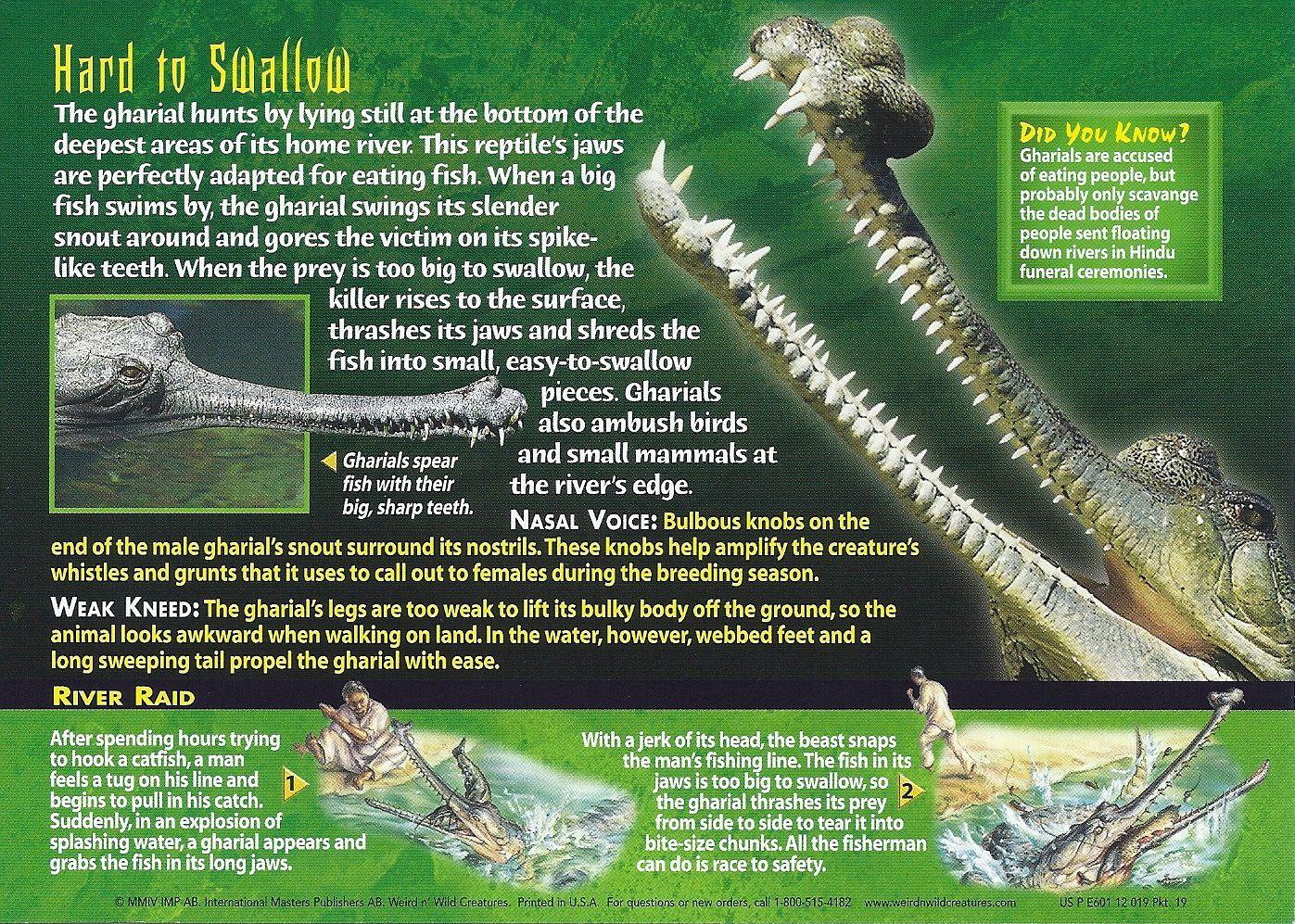 Weird and Wild Creatures of Nature