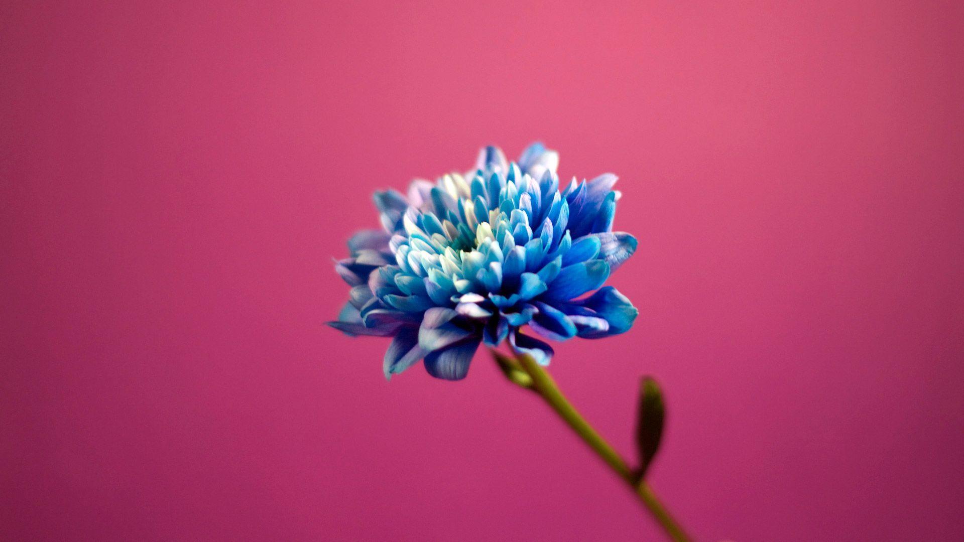 Blue in Pink Background Wallpaper