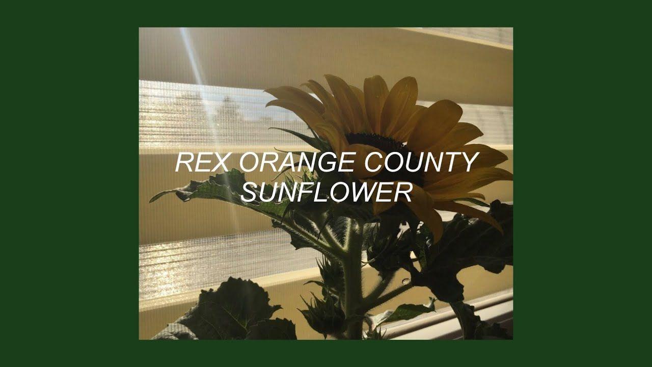 SUNFLOWER // REX ORANGE COUNTY (LYRICS). music. Orange