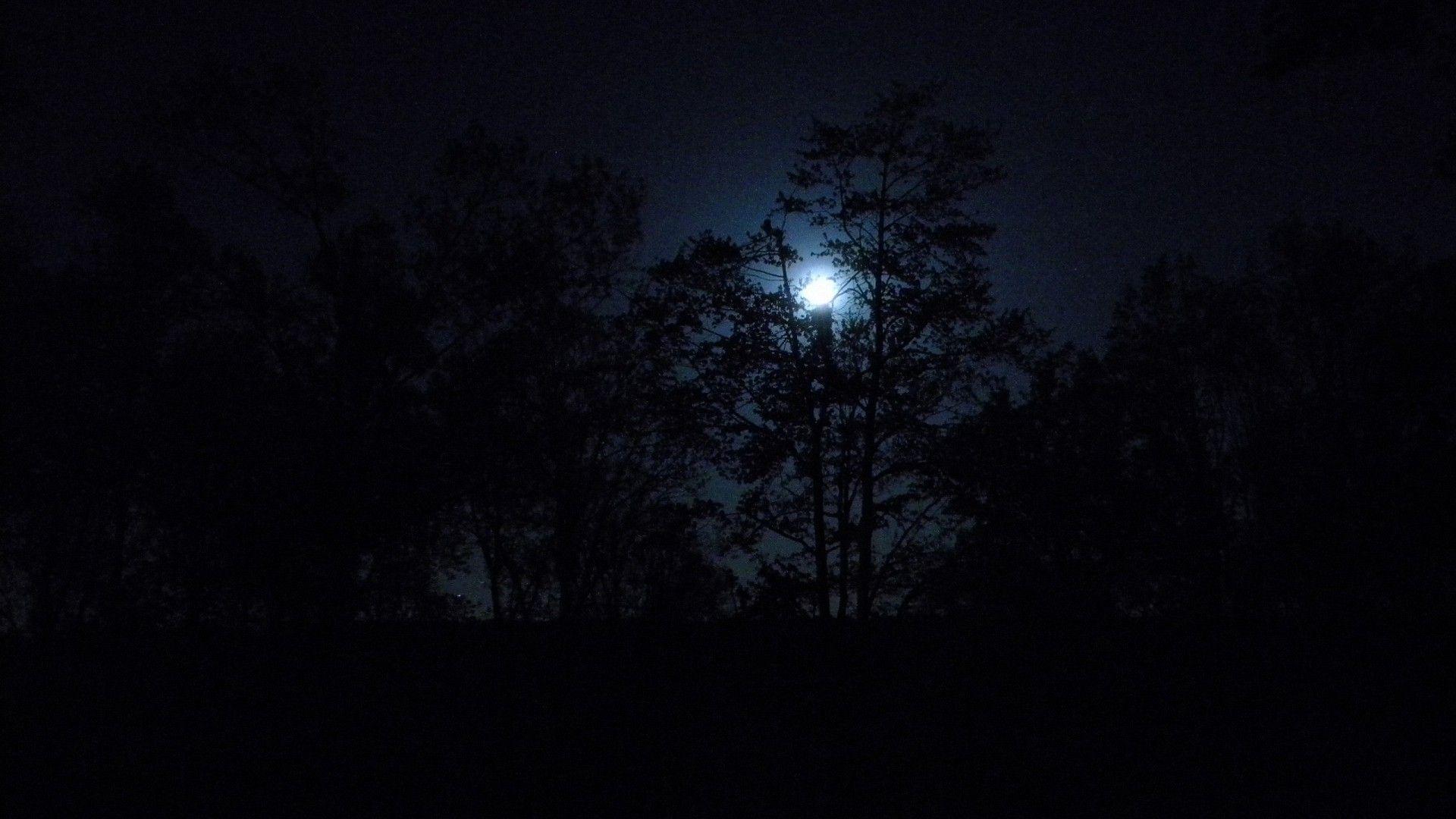 Dark Night Moon Forest 1080P full HD Wallpaper