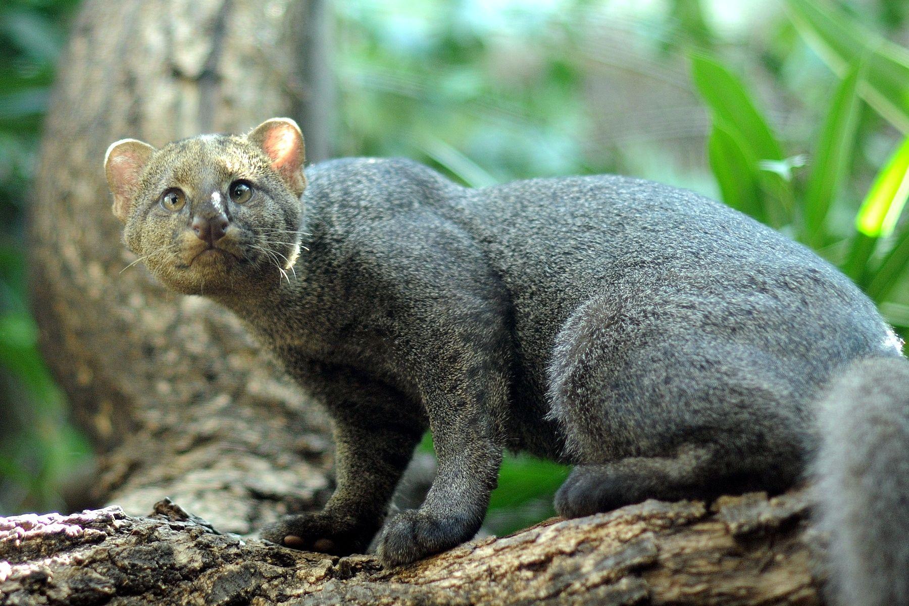 Jaguarundi Facts, History, Useful Information and Amazing Picture