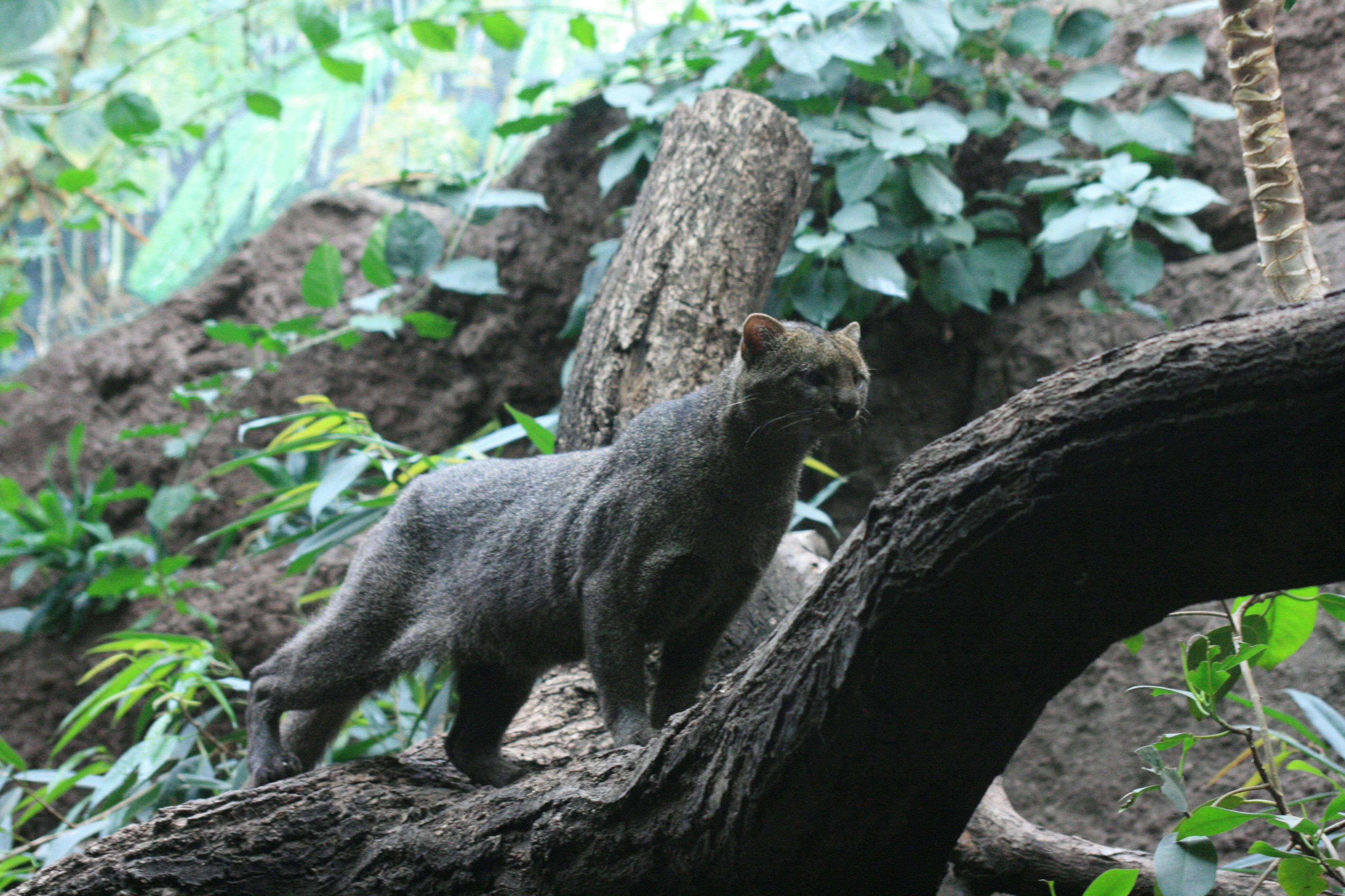 Animales en Peligro de Extinción, Ecuador. Cat, Zoos and Wildlife