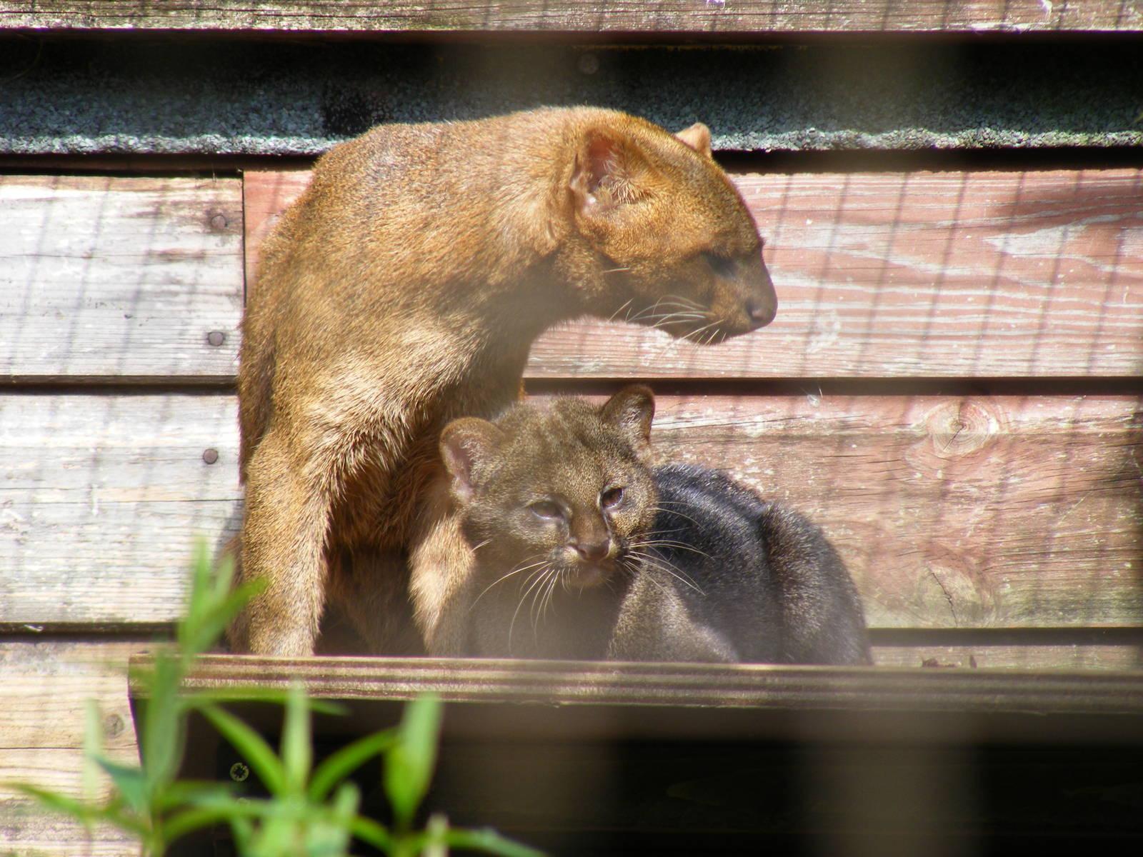 Jaguarundi mother and kitten at Cotswold Wildlife Park, 3 May 2010