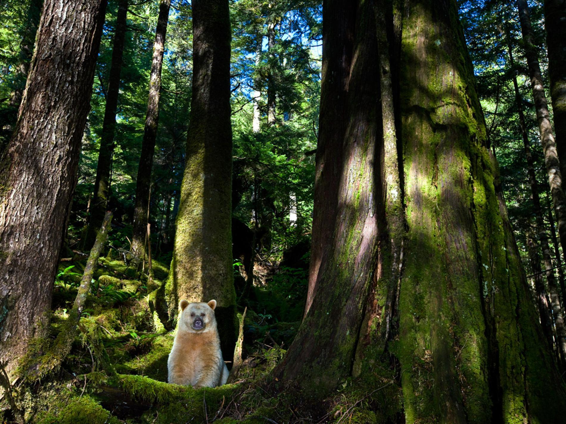 Kermode Bear, British Columbia