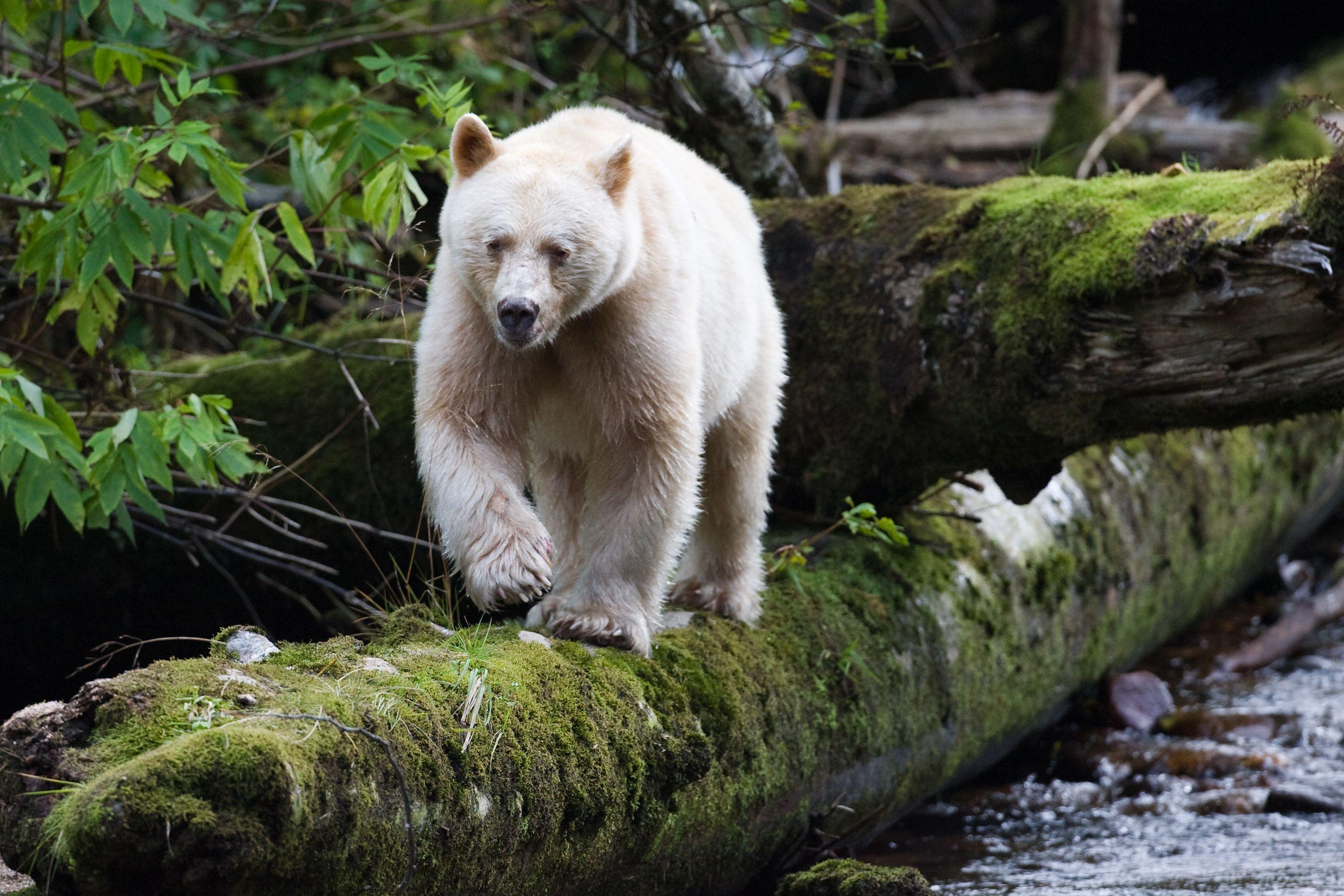 Canada is NOT a Polar Bear! It is a WHITE Black Bear, also