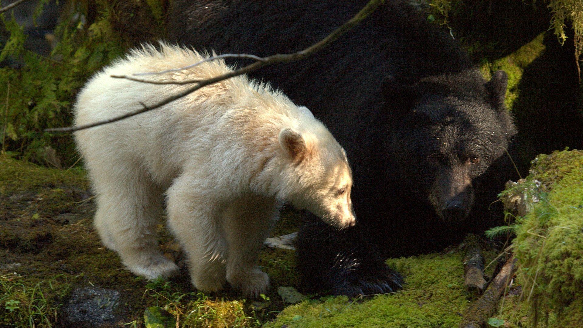 Spirit Bear Safari Holidays World Safaris