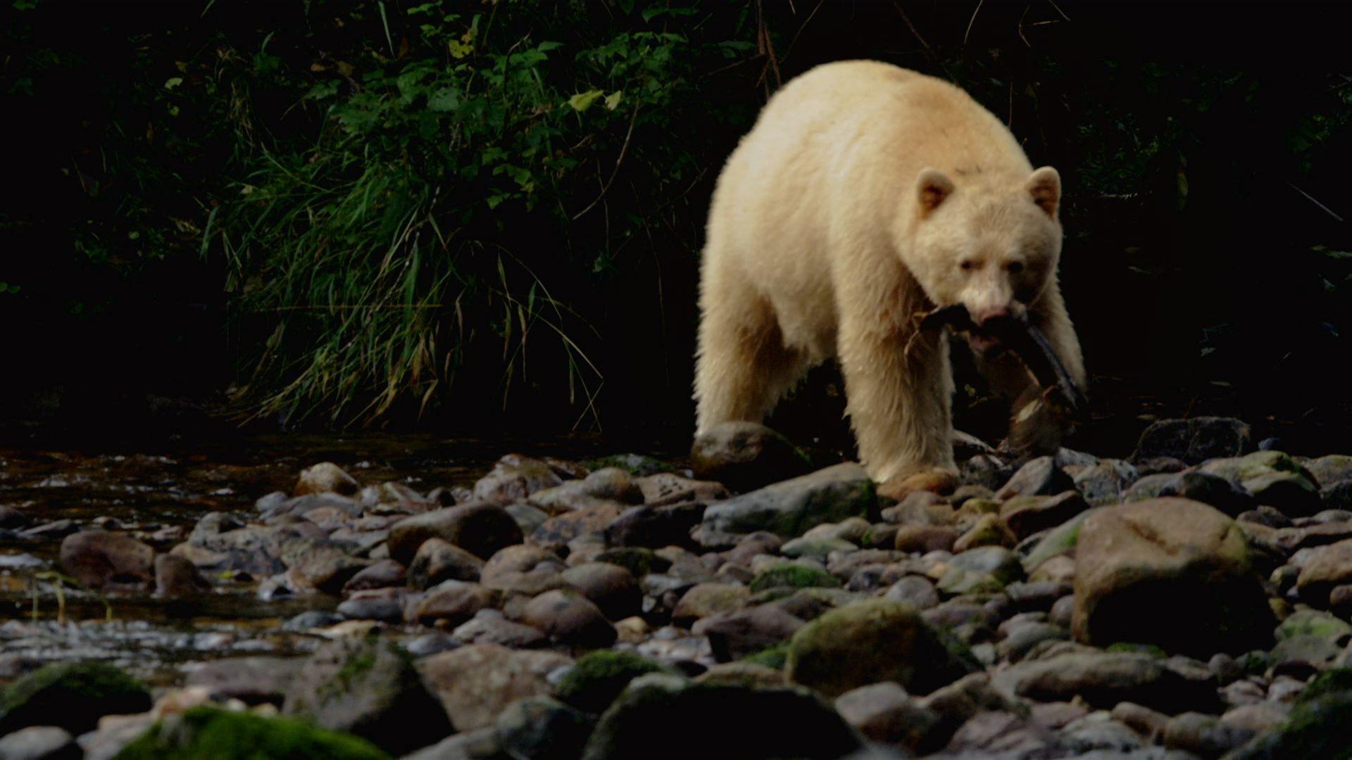 Spirit bear. Nat geo Wild медведи. Медведь призрак. Спирит Беар. Медведь и Фанта.