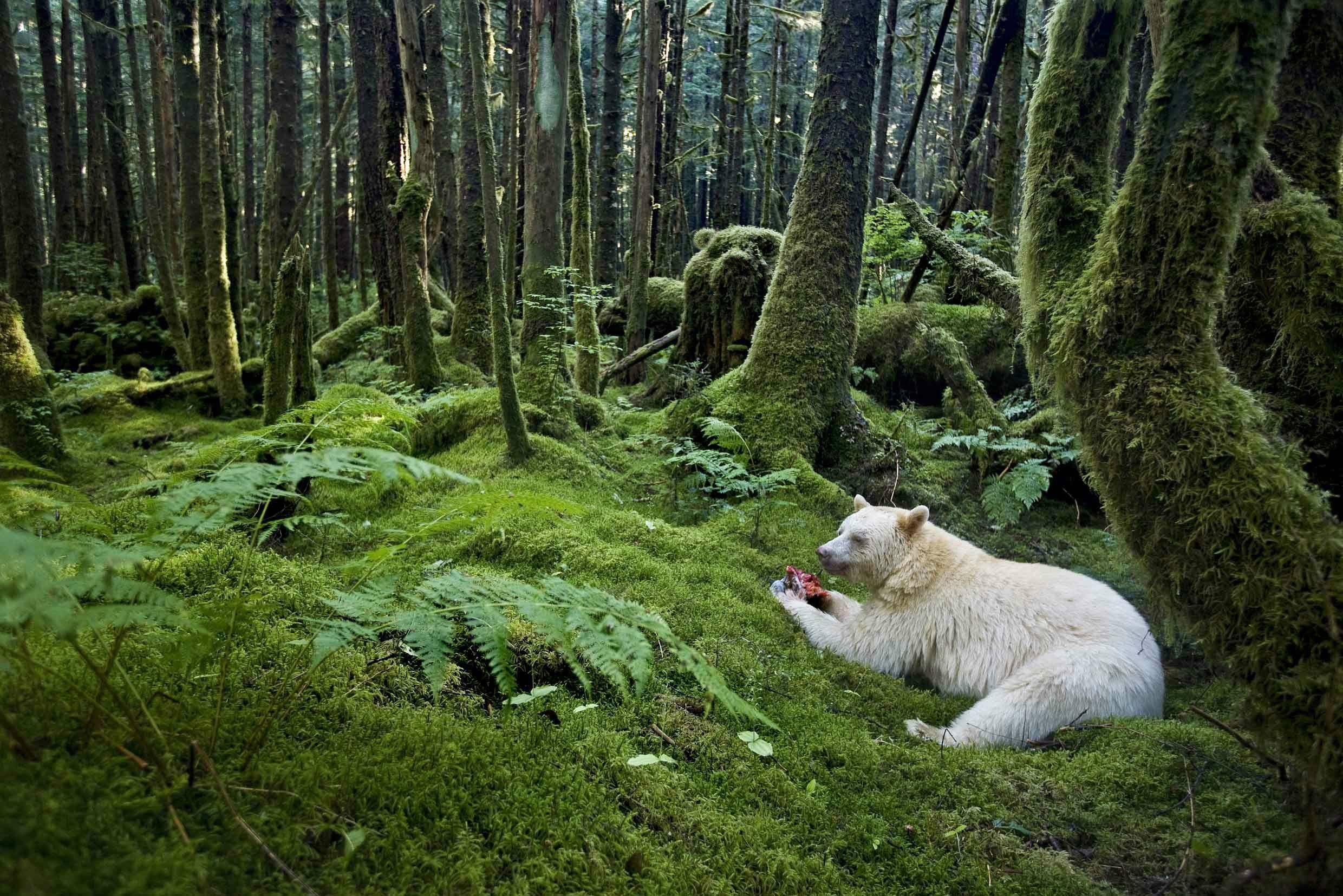 Kermode Bear Free HD Wallpaper Image Background