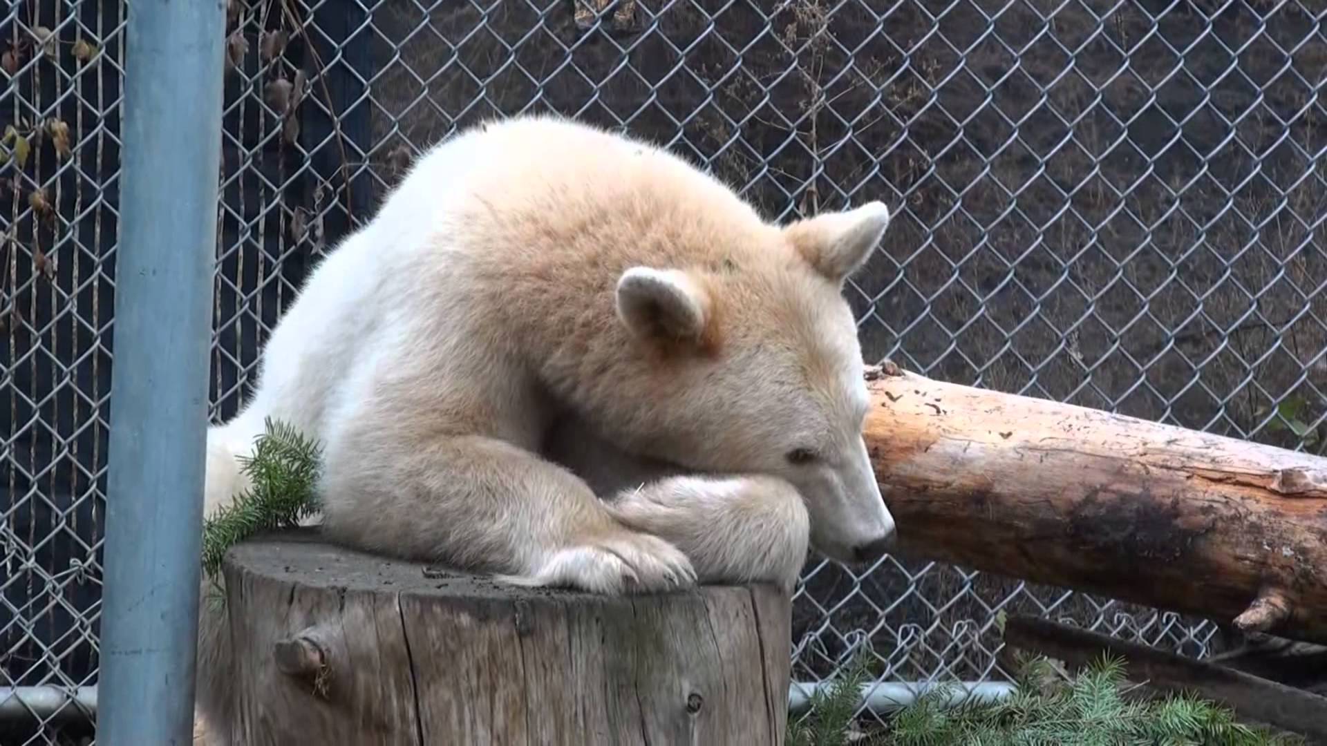Spirit Bear or Kermode at the BC Wildlife Park Kamloops BC