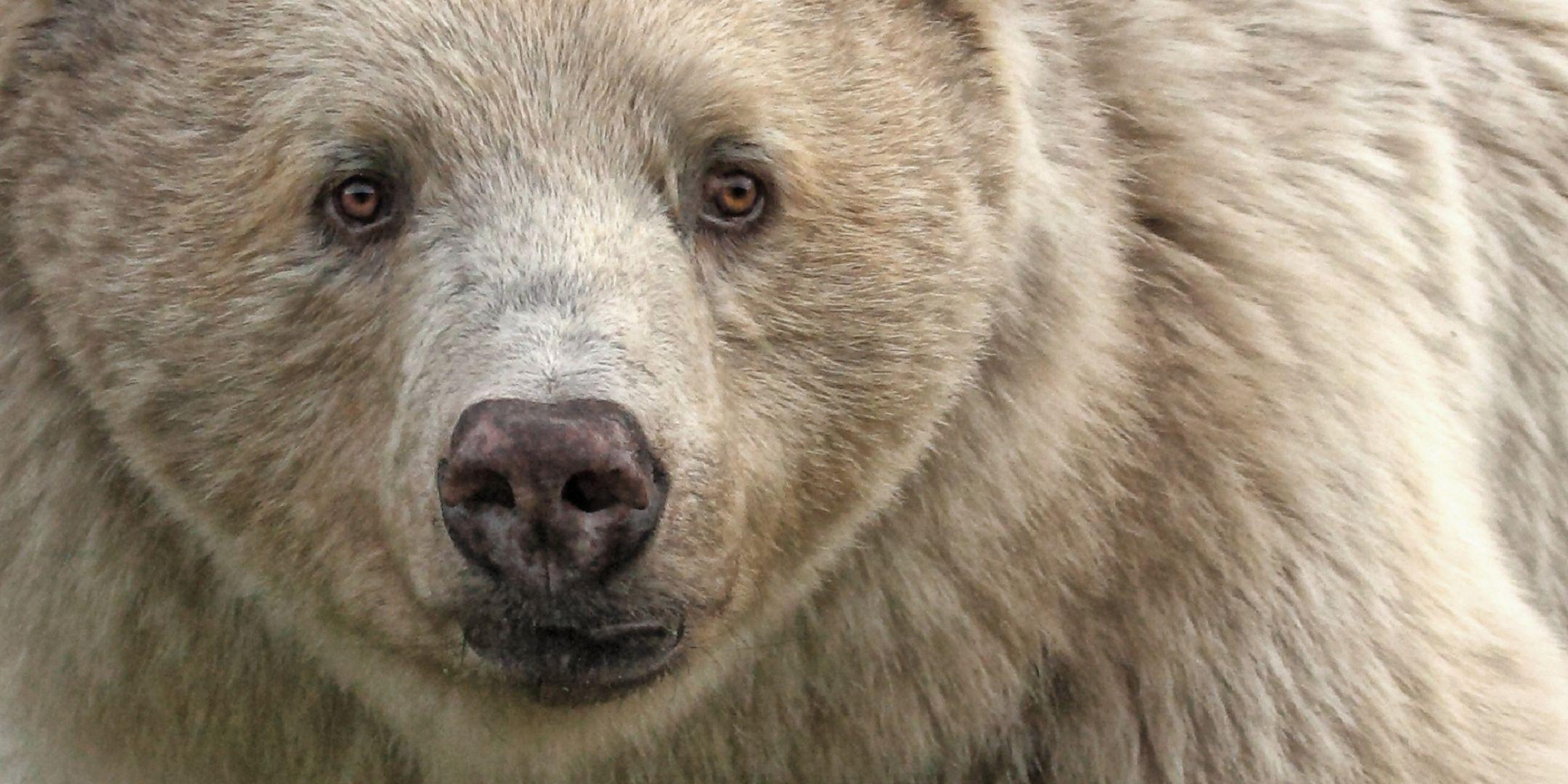 Kermode Bear Wallpaper Background