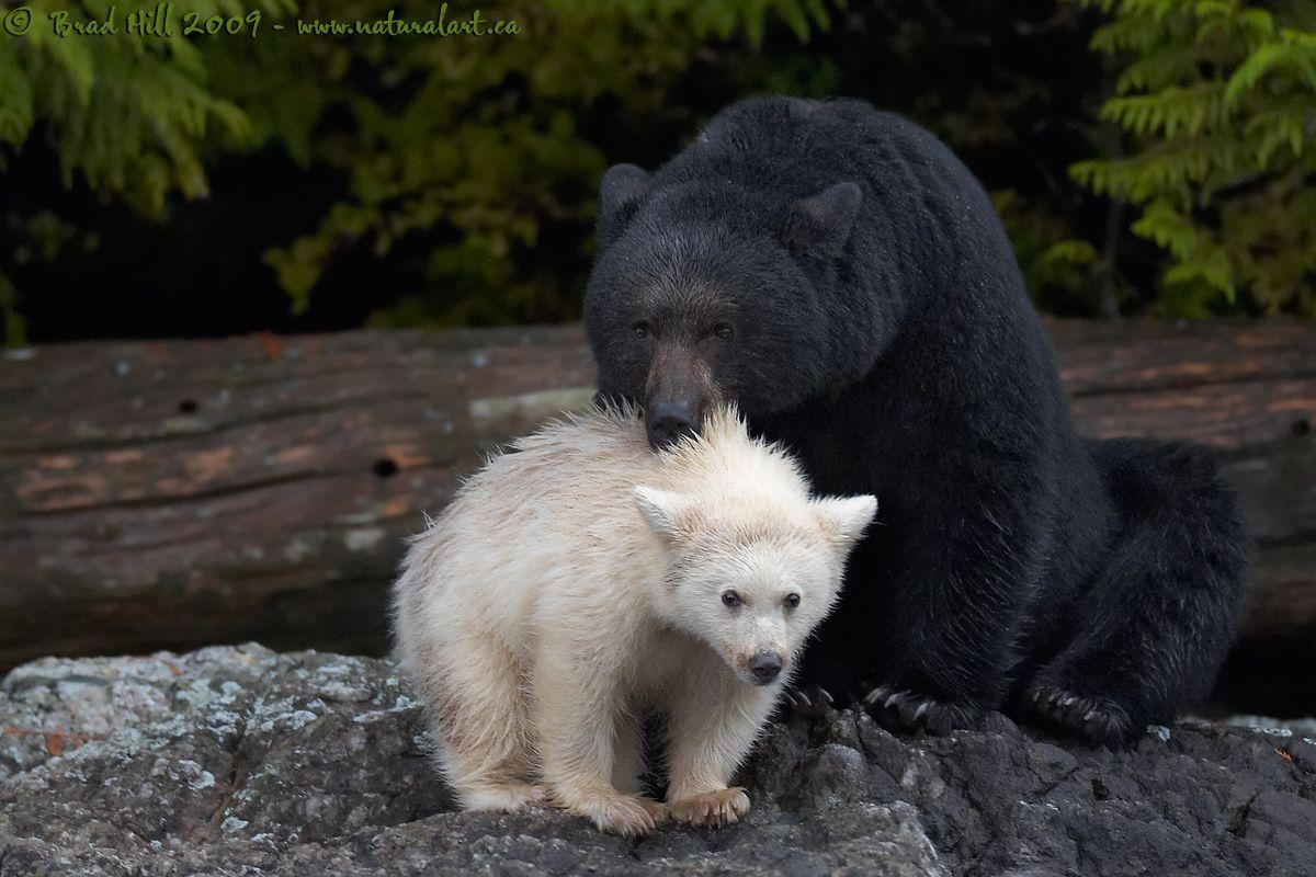 Black mom + WHITE (Spirit bear) KERMODE BEAR cub. Animals