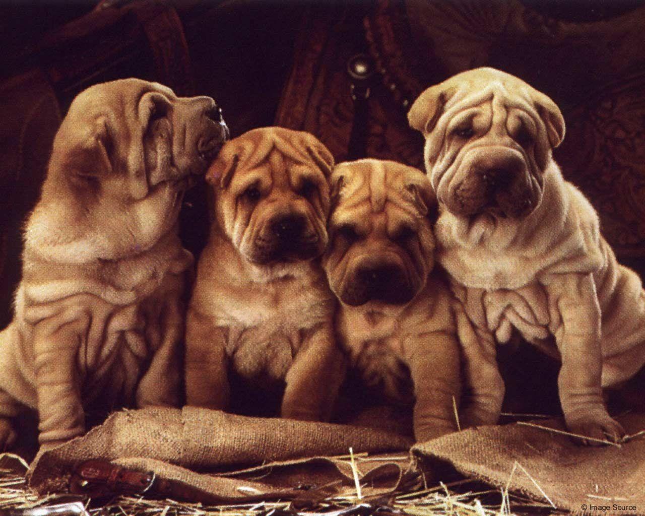 Mobile wallpaper: Shar Pei, Lie, Sleep, To Lie Down, Dream, Animals, Puppy,  Toy, 70672 download the picture for free.