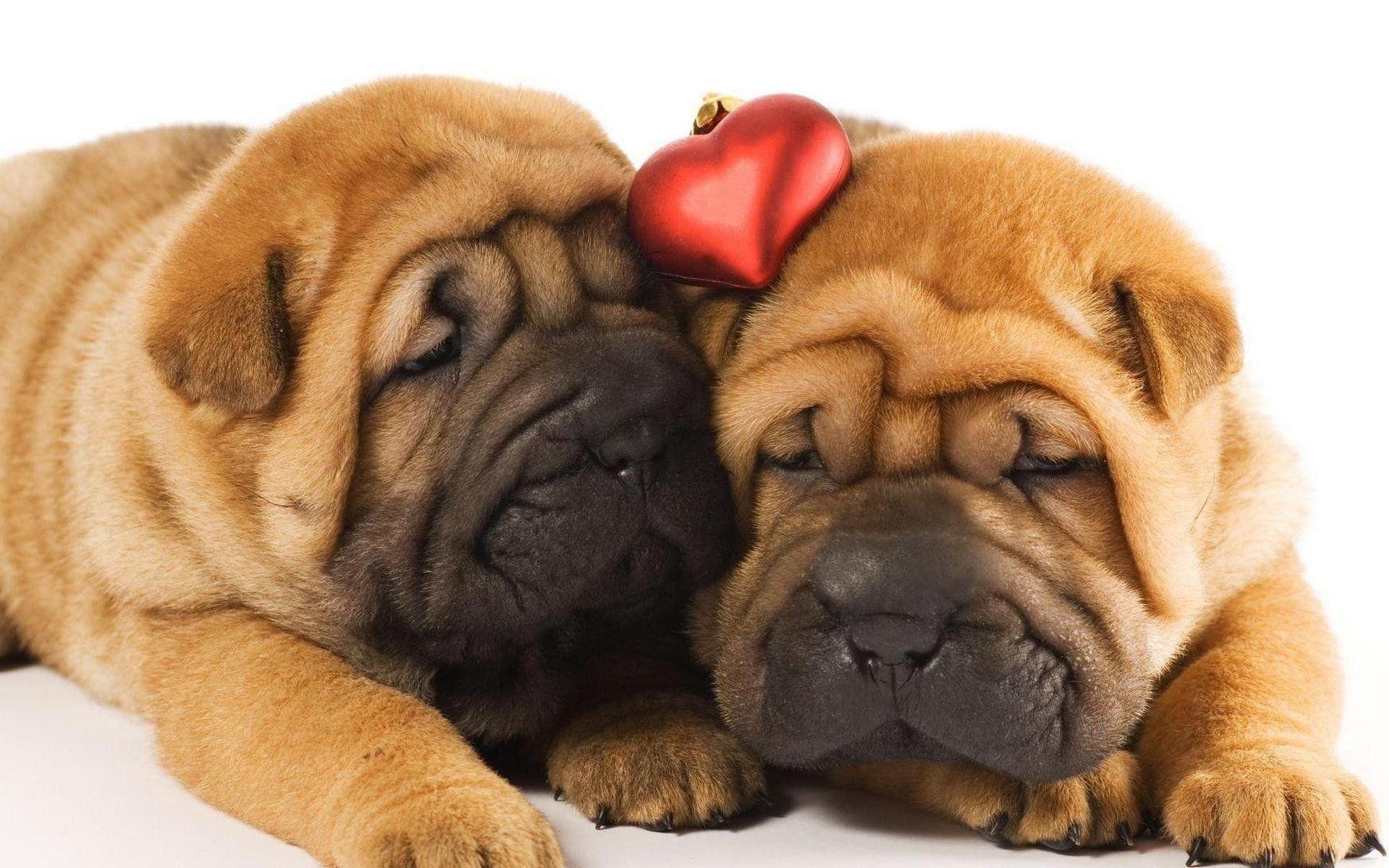 Shar Pei HD Wallpaper and Background Image