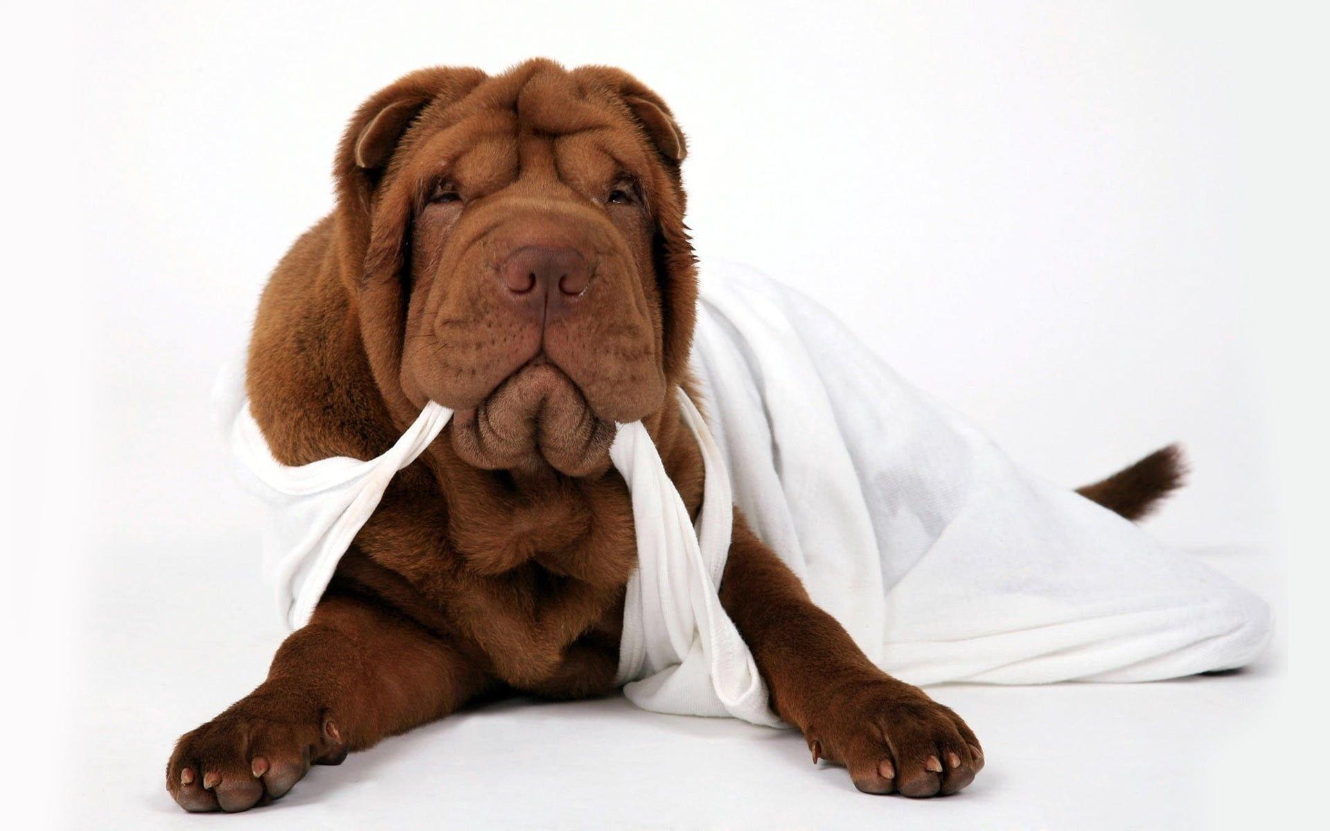 Adult red Chinese shar pei HD wallpaper